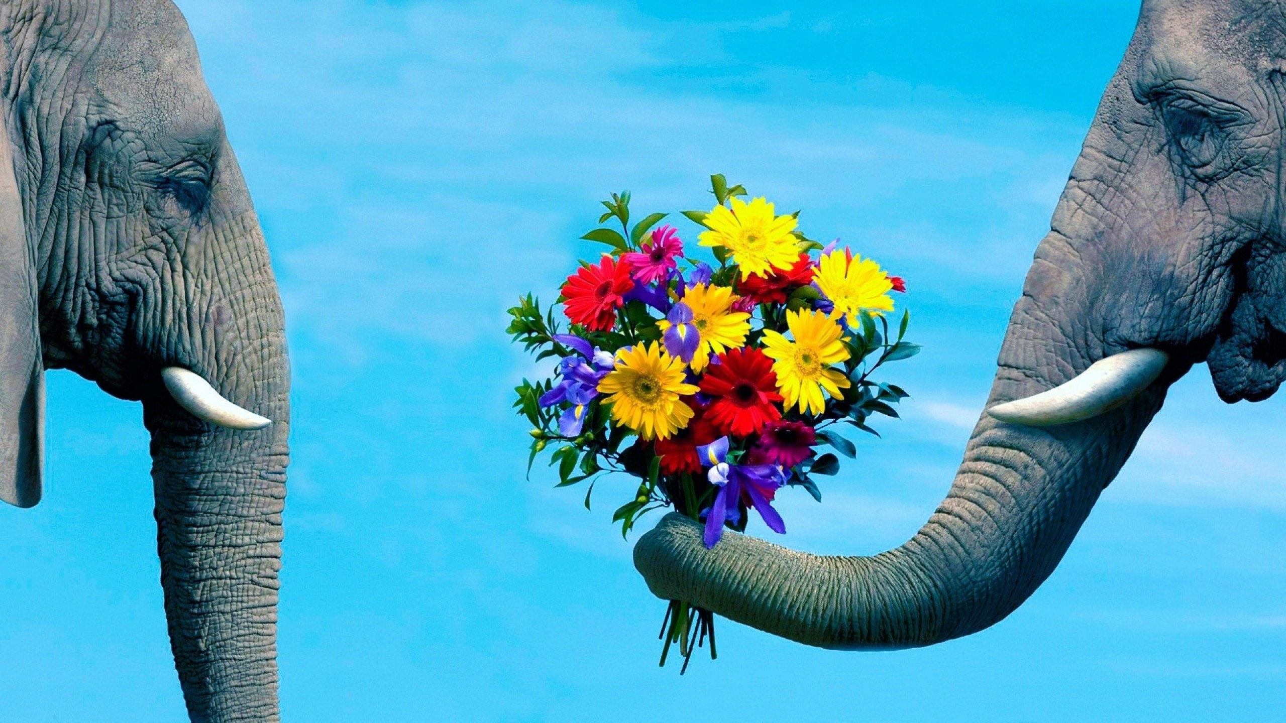 Elephant Desktop Backgrounds (70+ pictures)