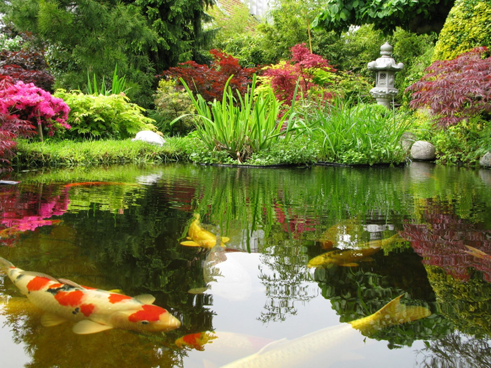 Koi Pond Wallpaper (59+ pictures)