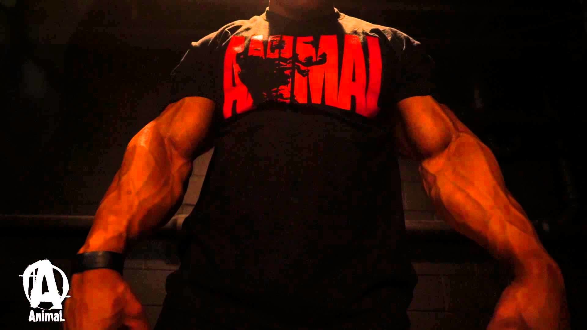 Animal Pak Wallpaper (60+ pictures)