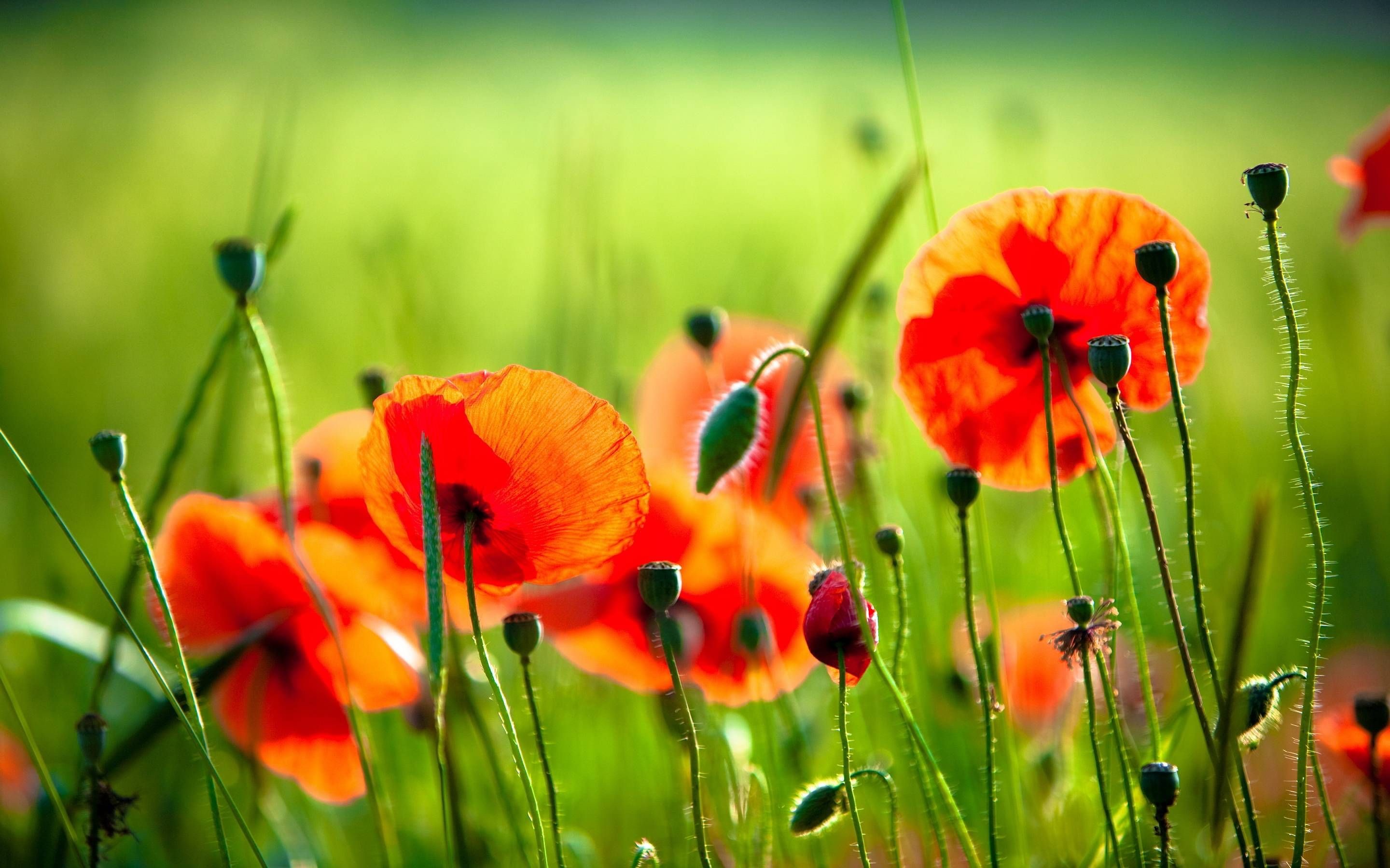 Poppies Wallpaper (75+ pictures)