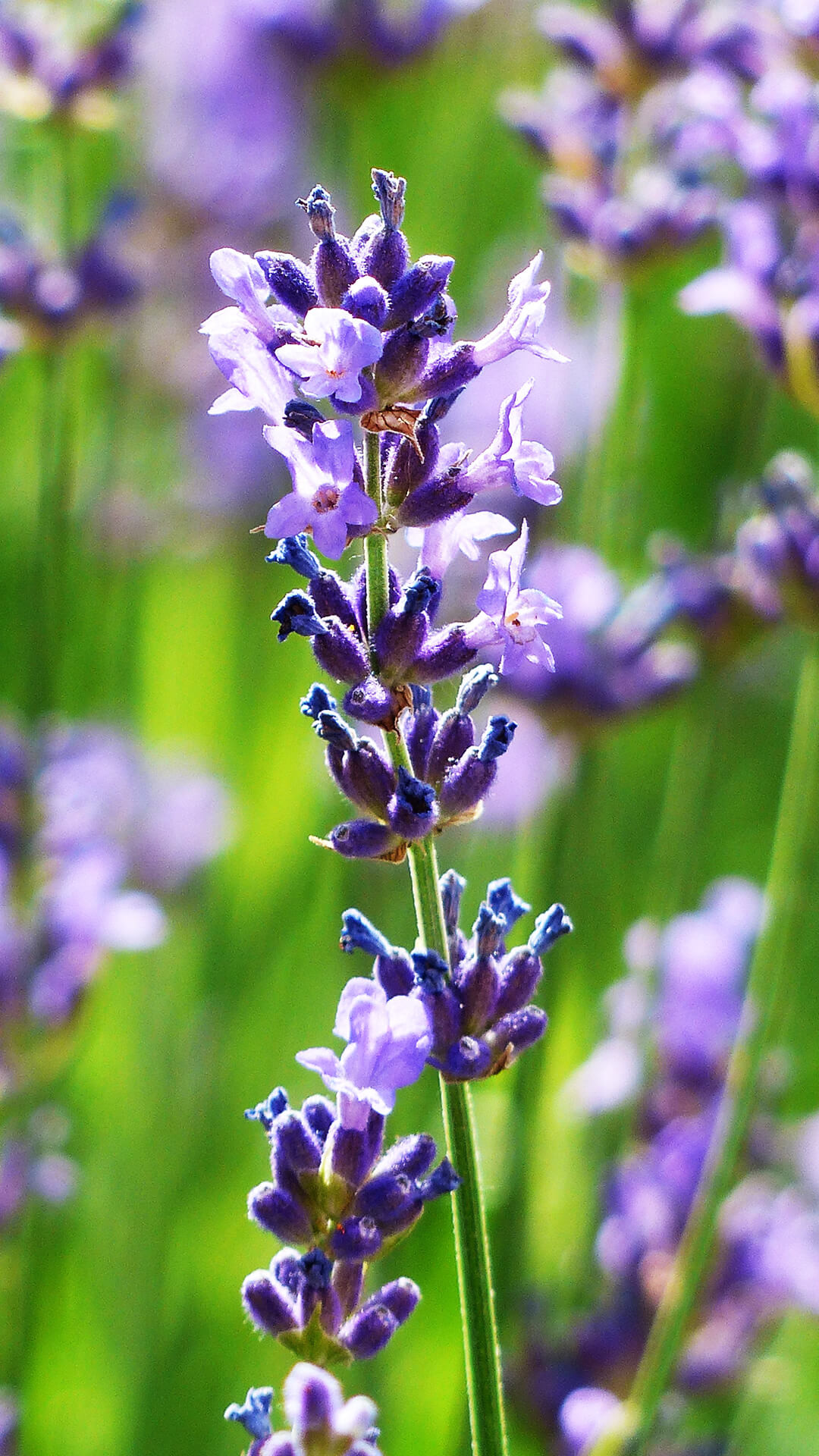 Lavender Flower Wallpaper (70+ pictures)