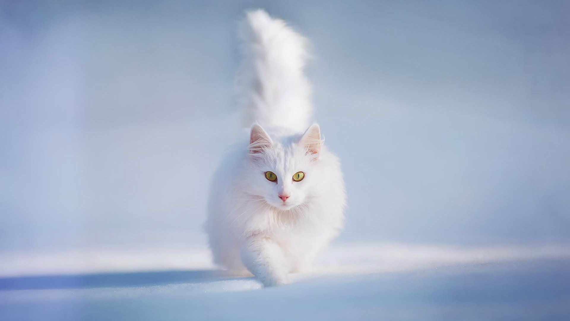 White Cats Wallpaper (76+ pictures)