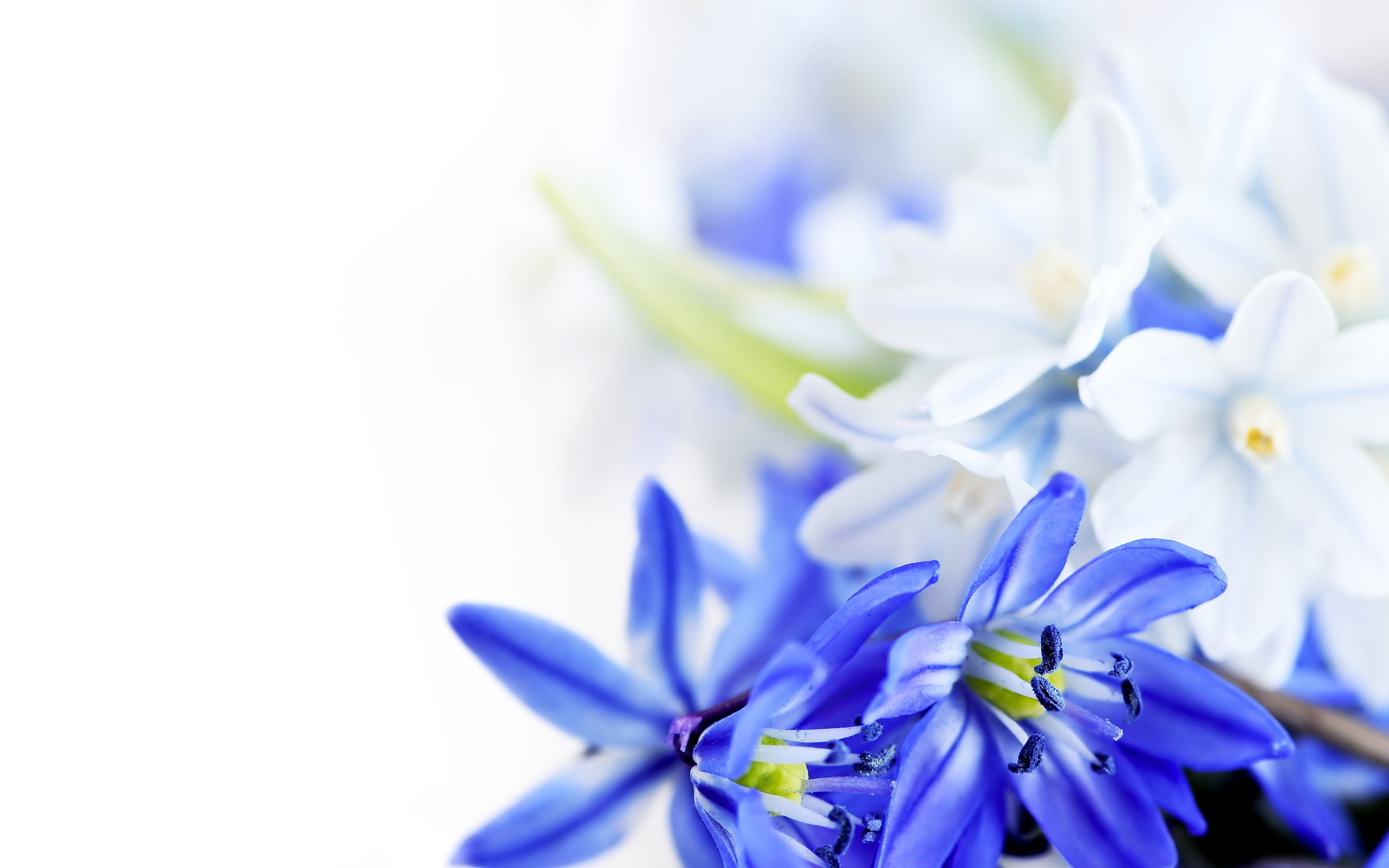 Blue Flowers Background (53+ pictures)
