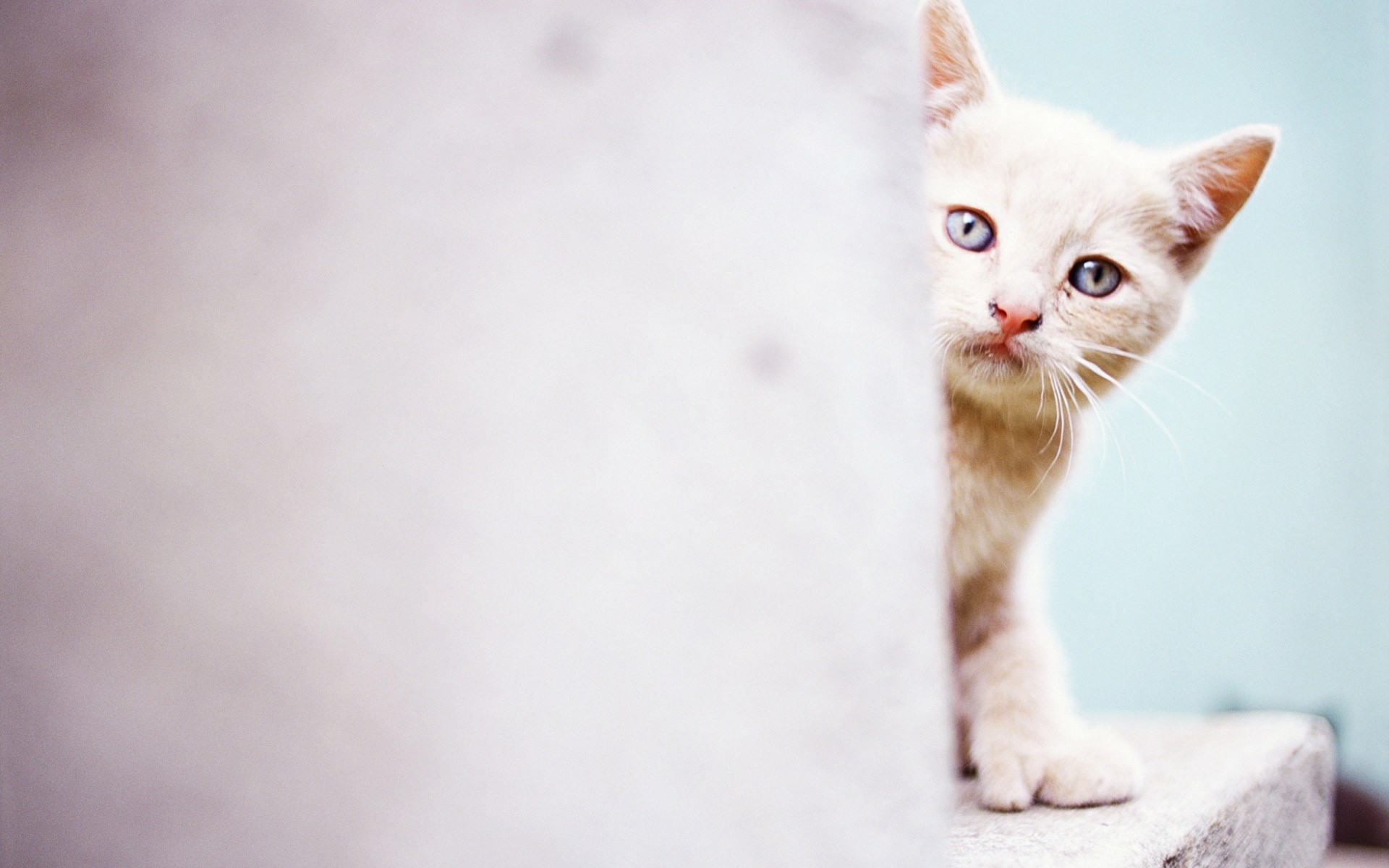 White Cat Wallpaper (73+ pictures)