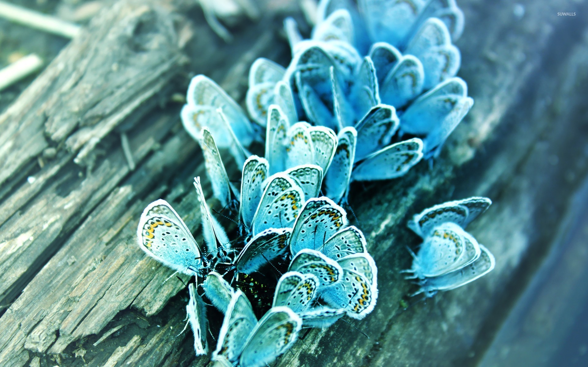 Blue Butterfly Wallpaper (75+ pictures)