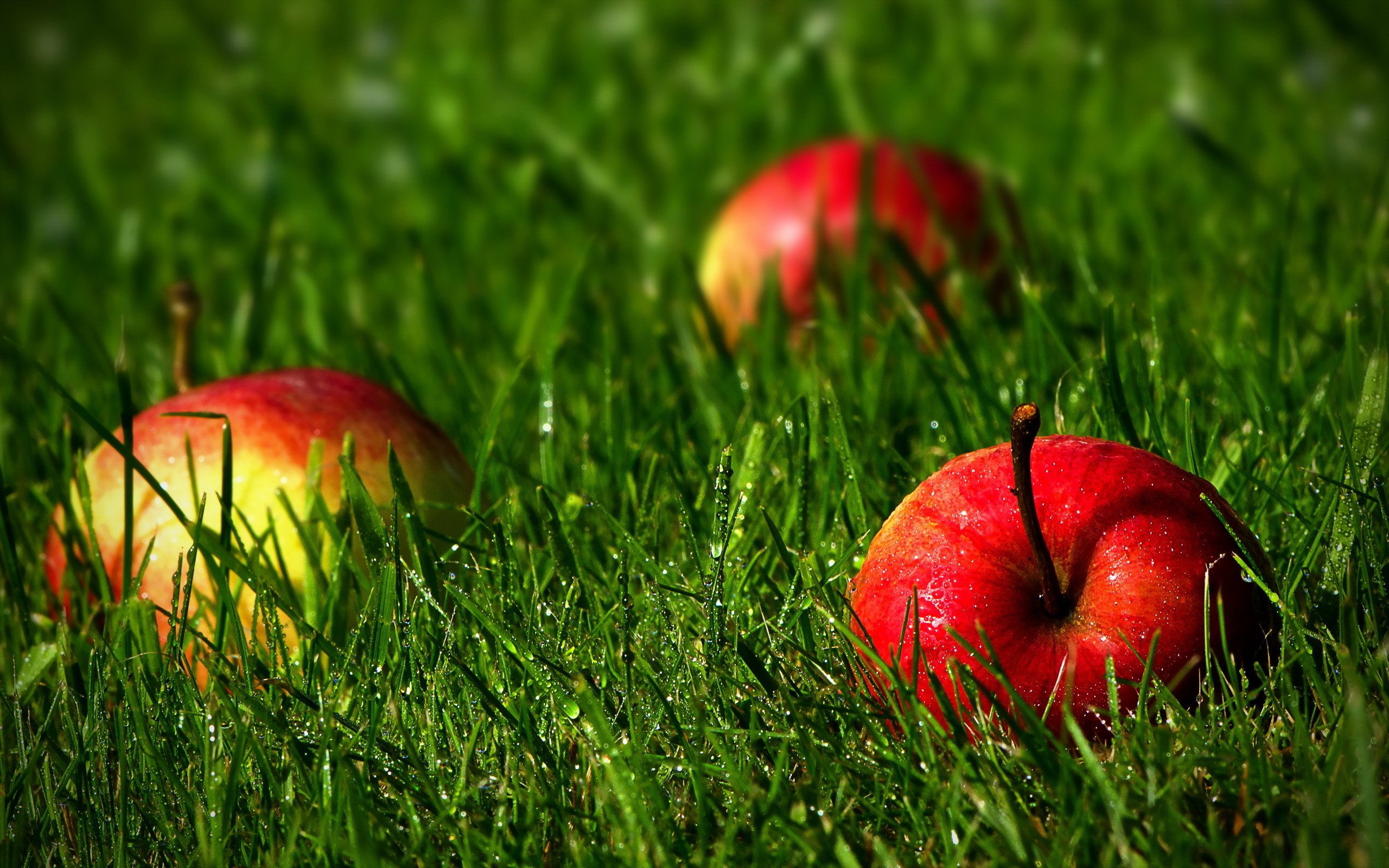 Apple Grass Wallpaper (72+ pictures)