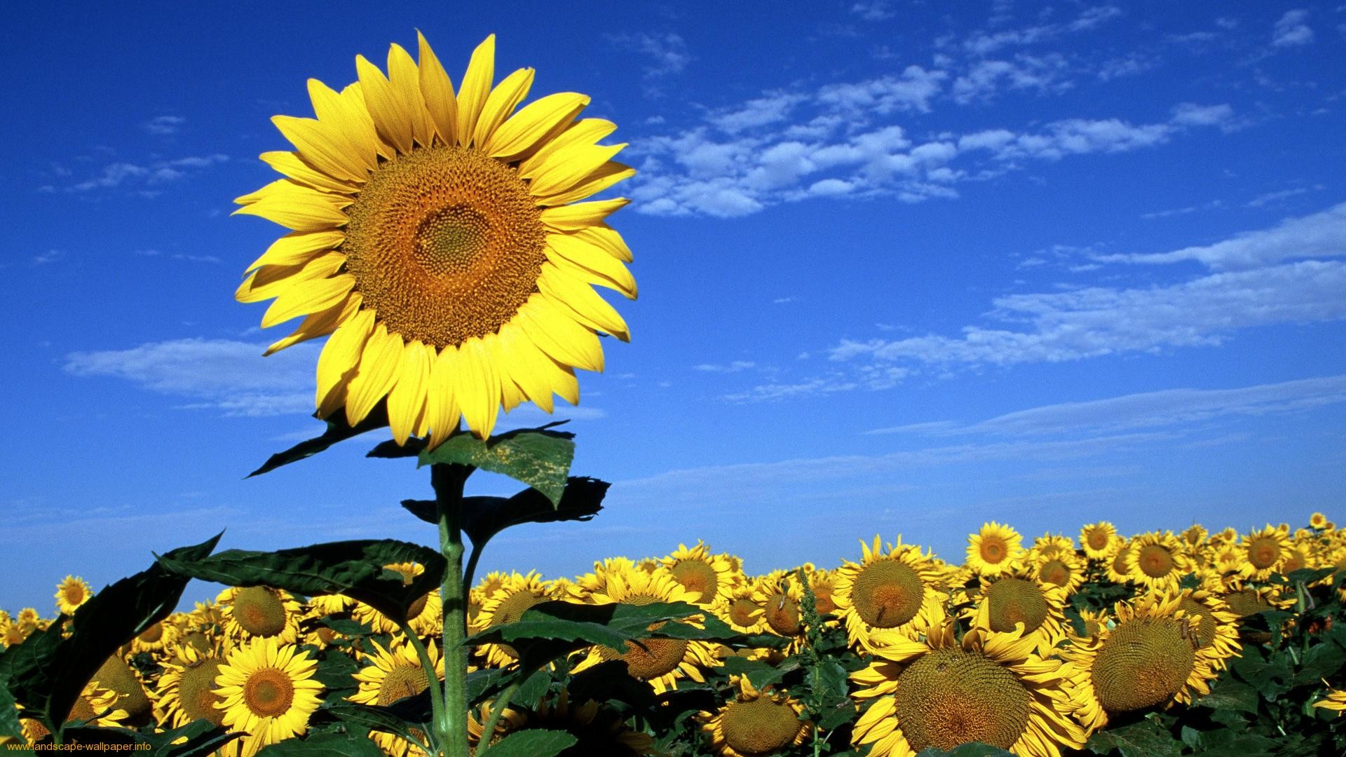 Sunflower Wallpaper Desktop (67+ pictures)