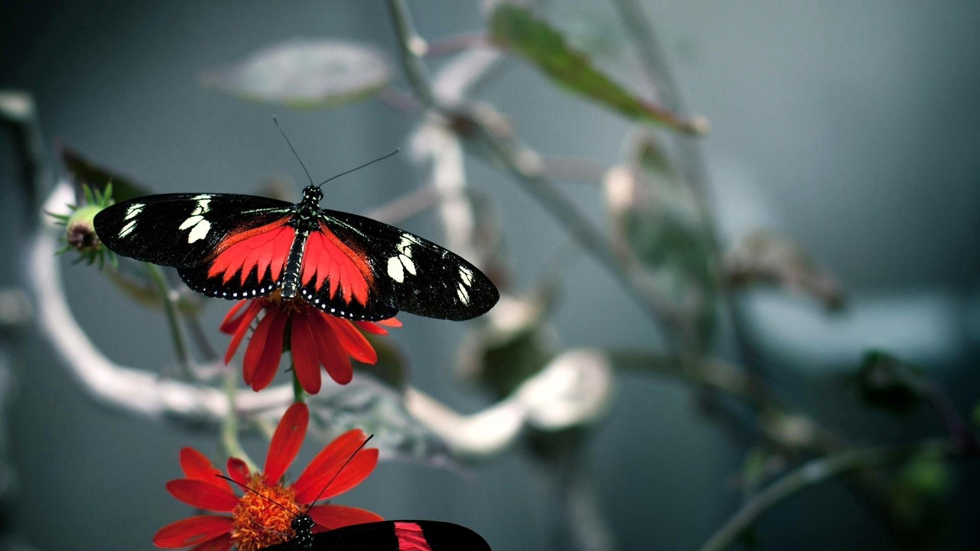 Beautiful Butterfly Wallpapers (64+ pictures)