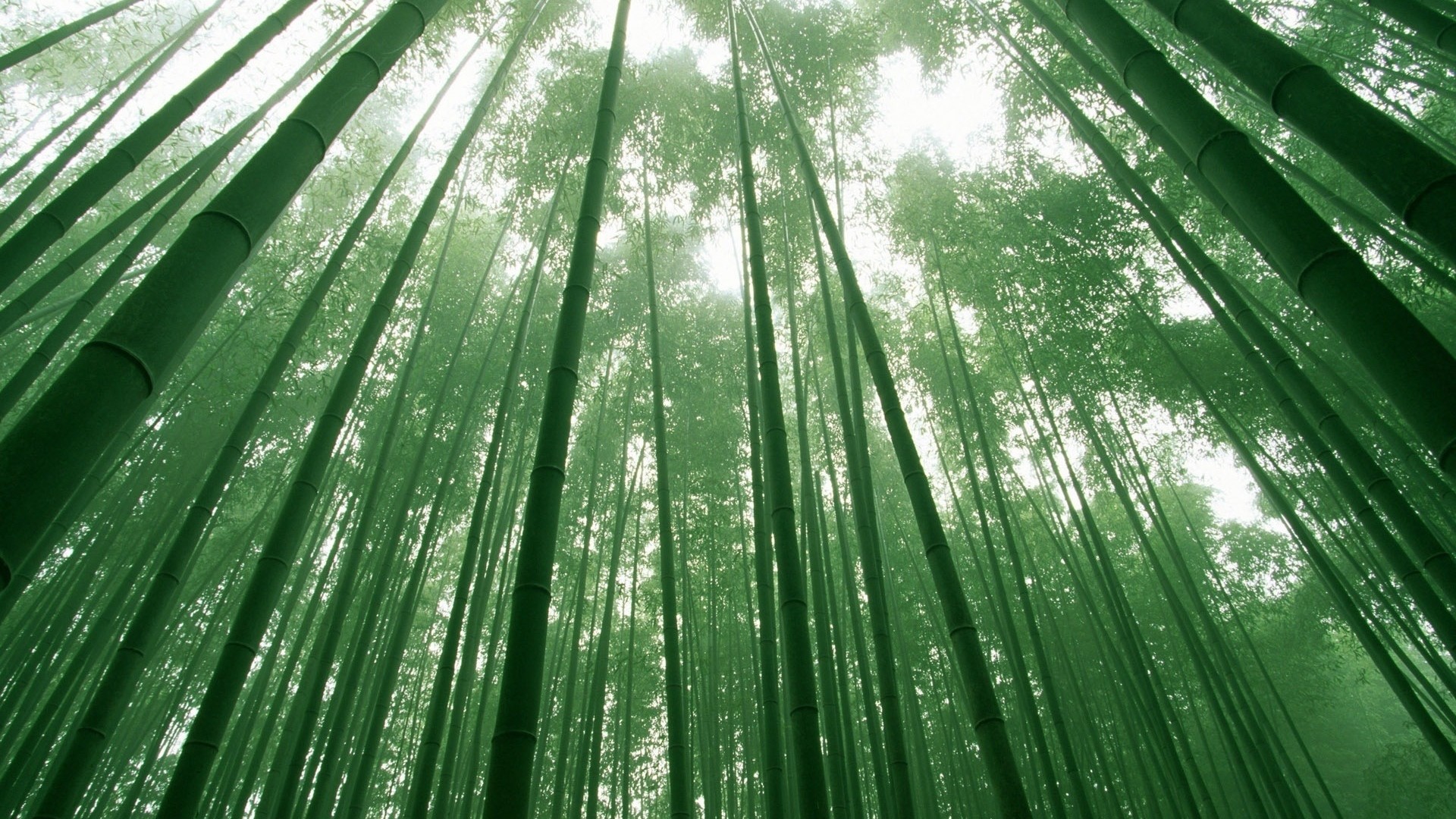 Green Bamboo Wallpaper (63+ pictures)