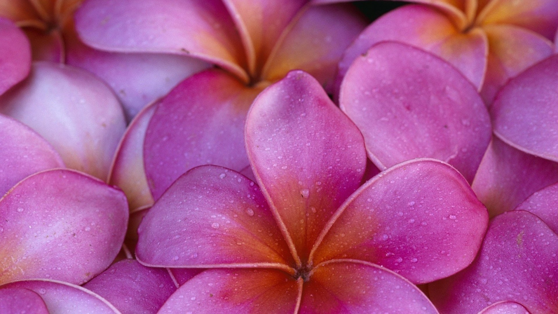 Hawaiian Flowers Wallpaper (48+ pictures)
