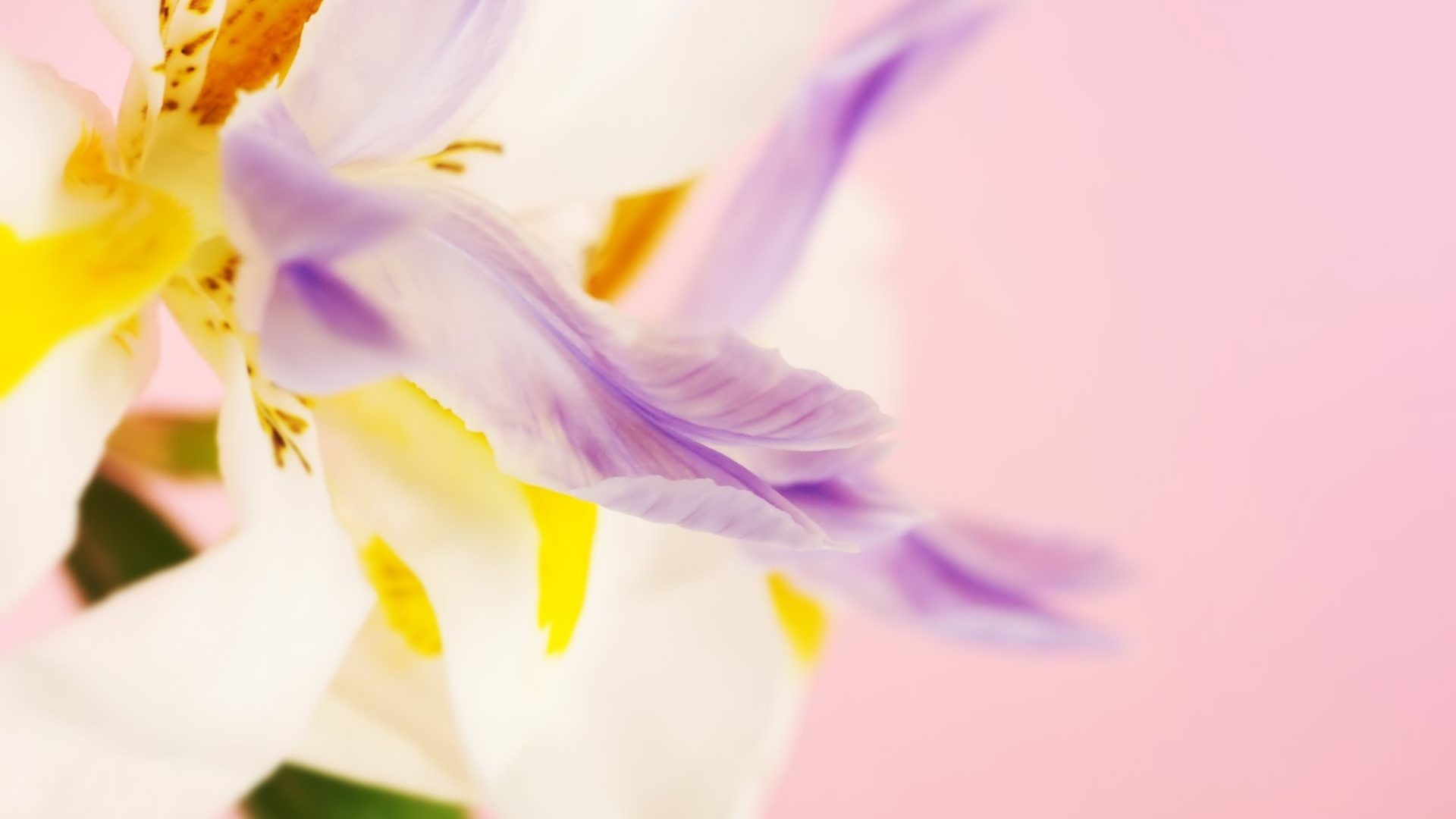 Bright Flower Wallpaper (71+ pictures)