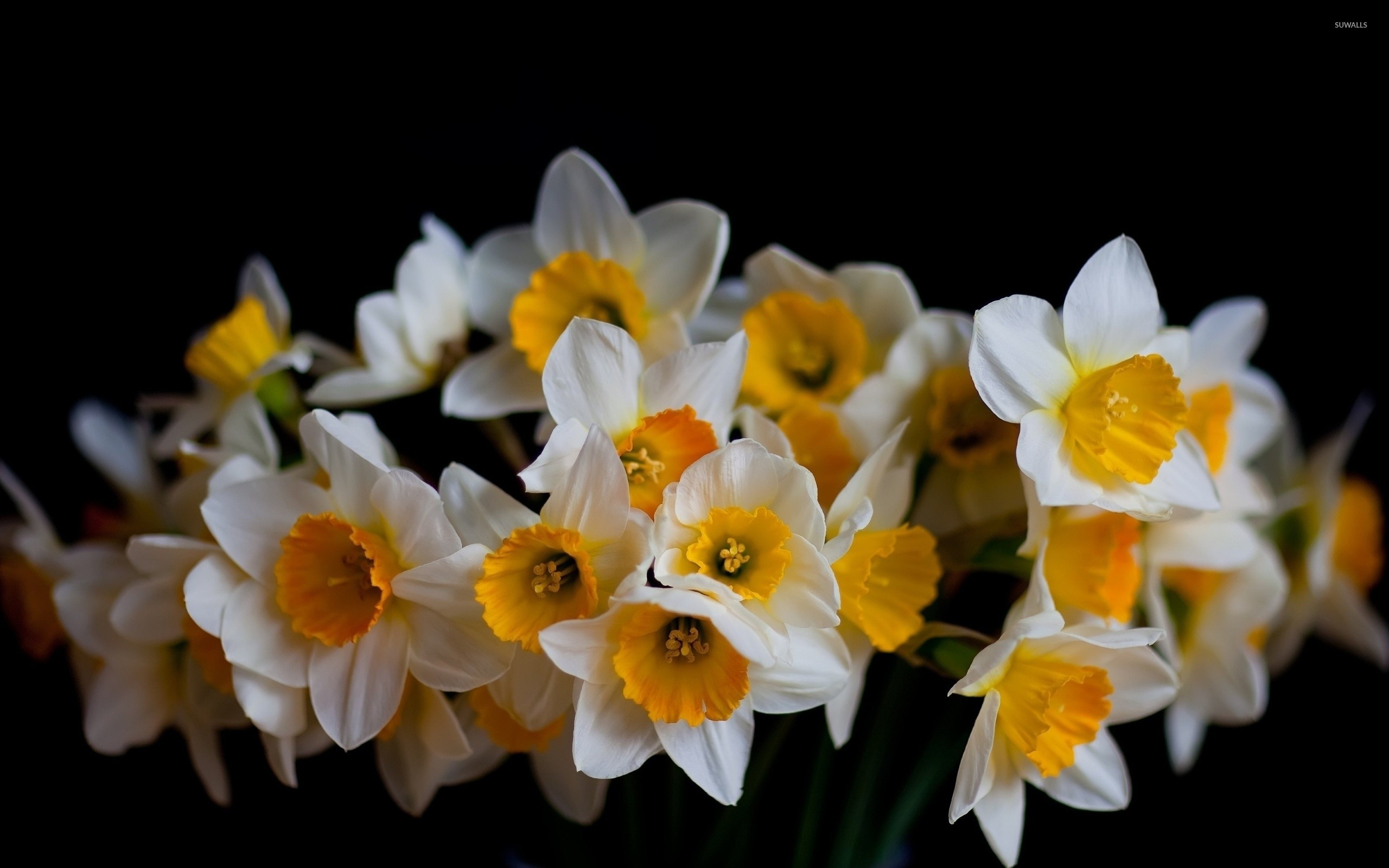 Daffodil Wallpaper (64+ pictures)