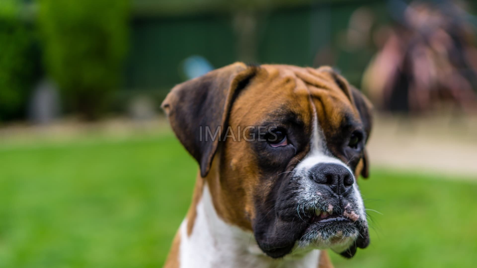 Boxer Dog Wallpaper (51+ pictures)