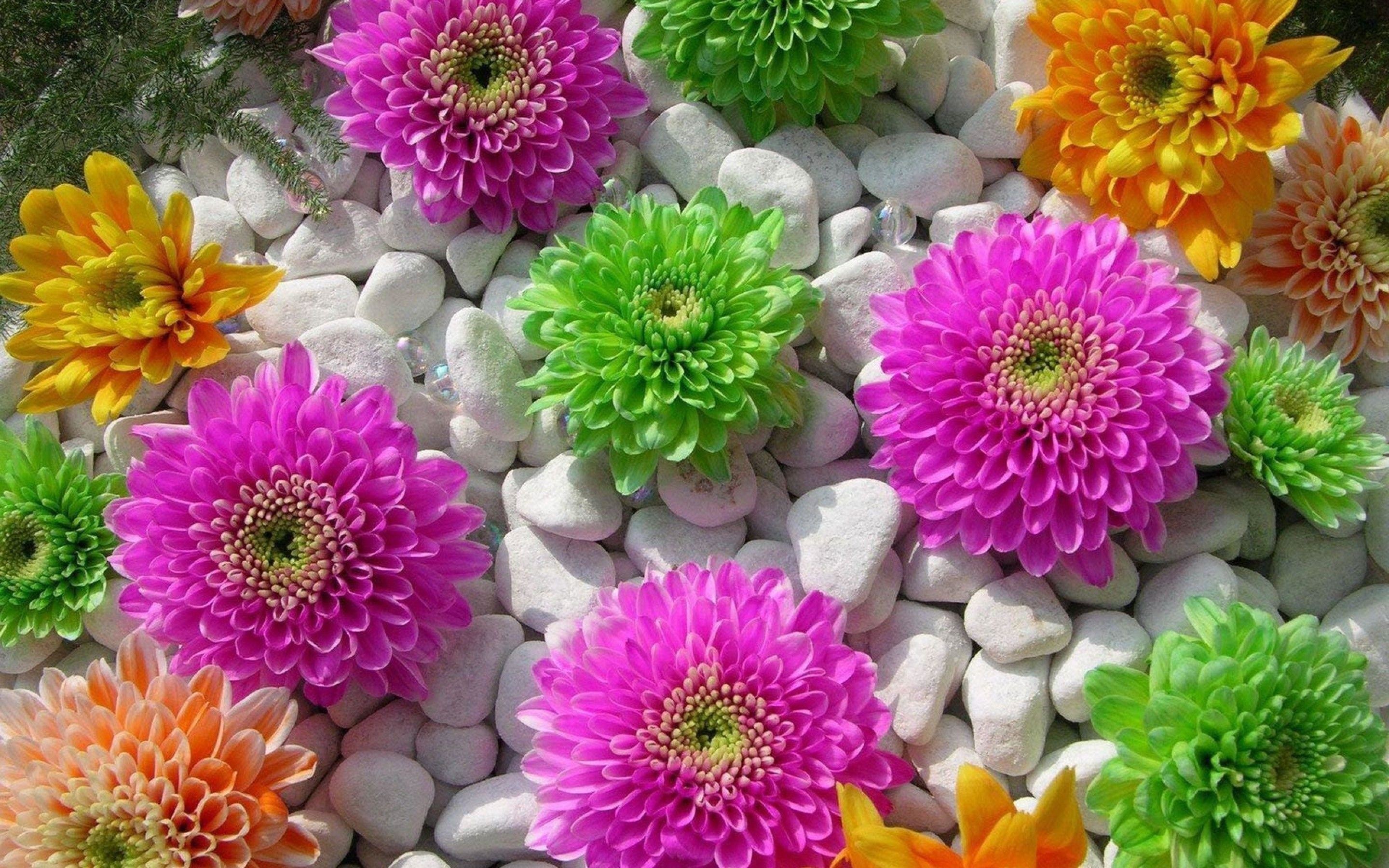 Colorful Flower Wallpaper (70+ pictures)