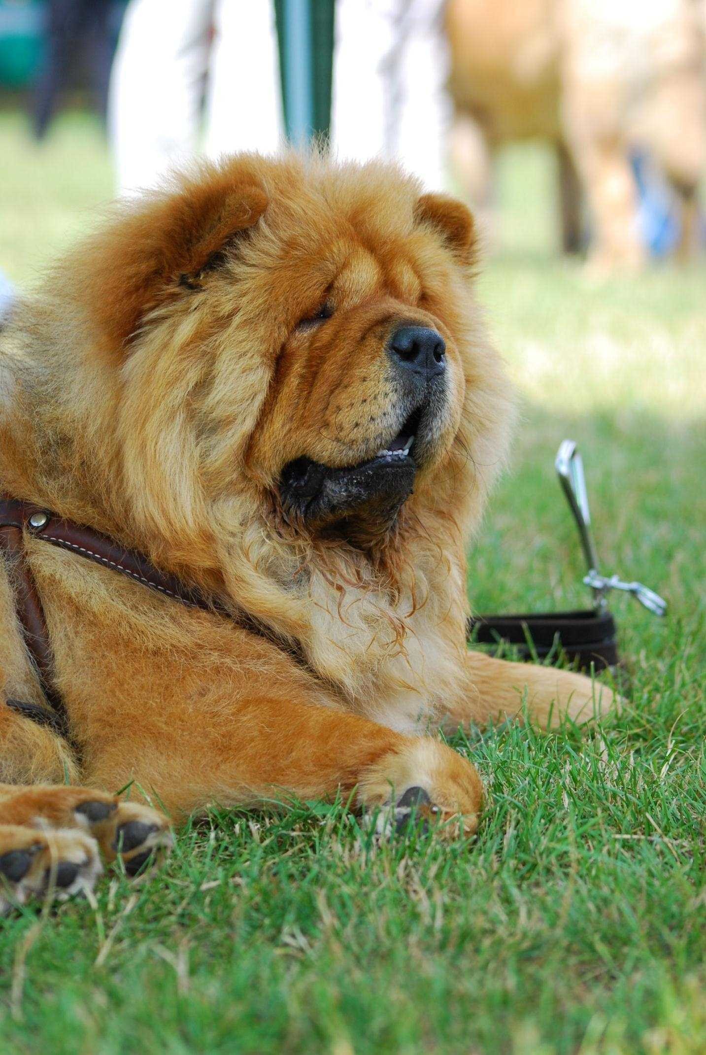 Chow Chow Wallpaper (47+ pictures)
