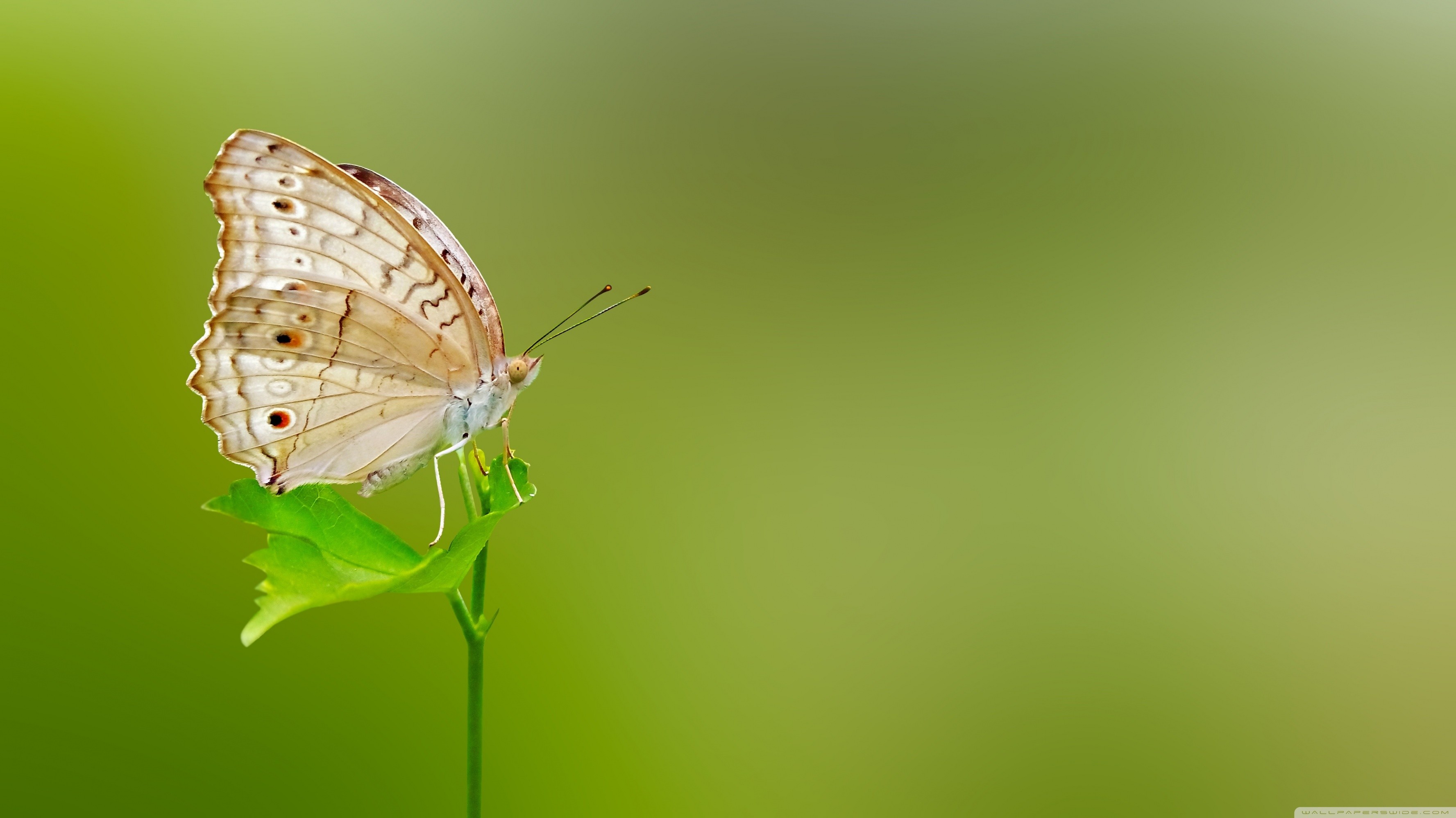 Green Butterfly Wallpaper (65+ pictures)
