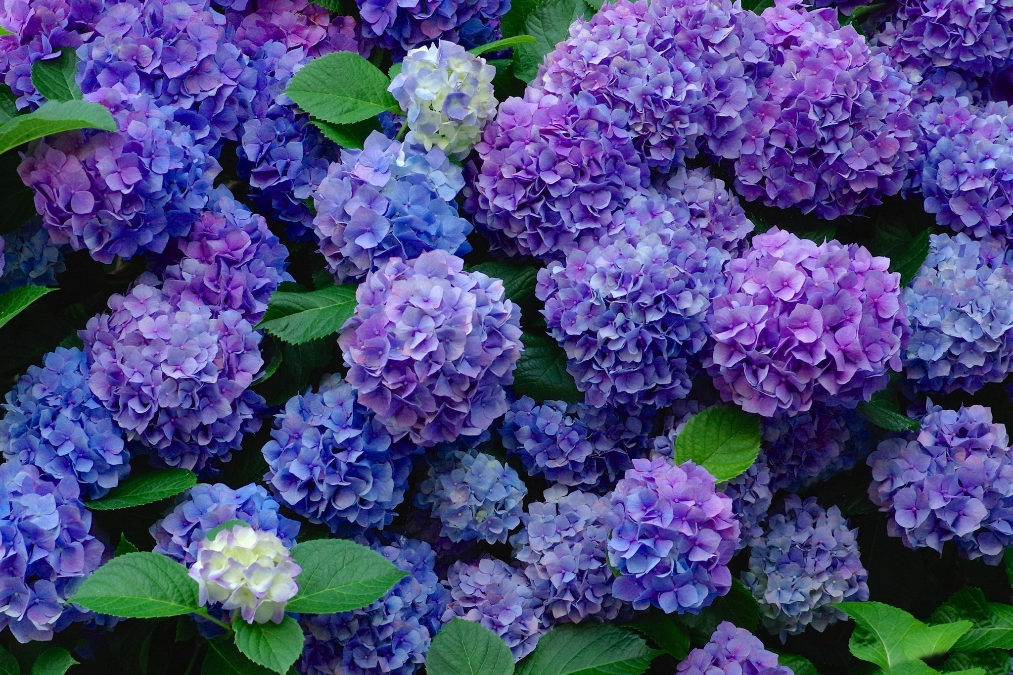 Hydrangea Background (45+ pictures)