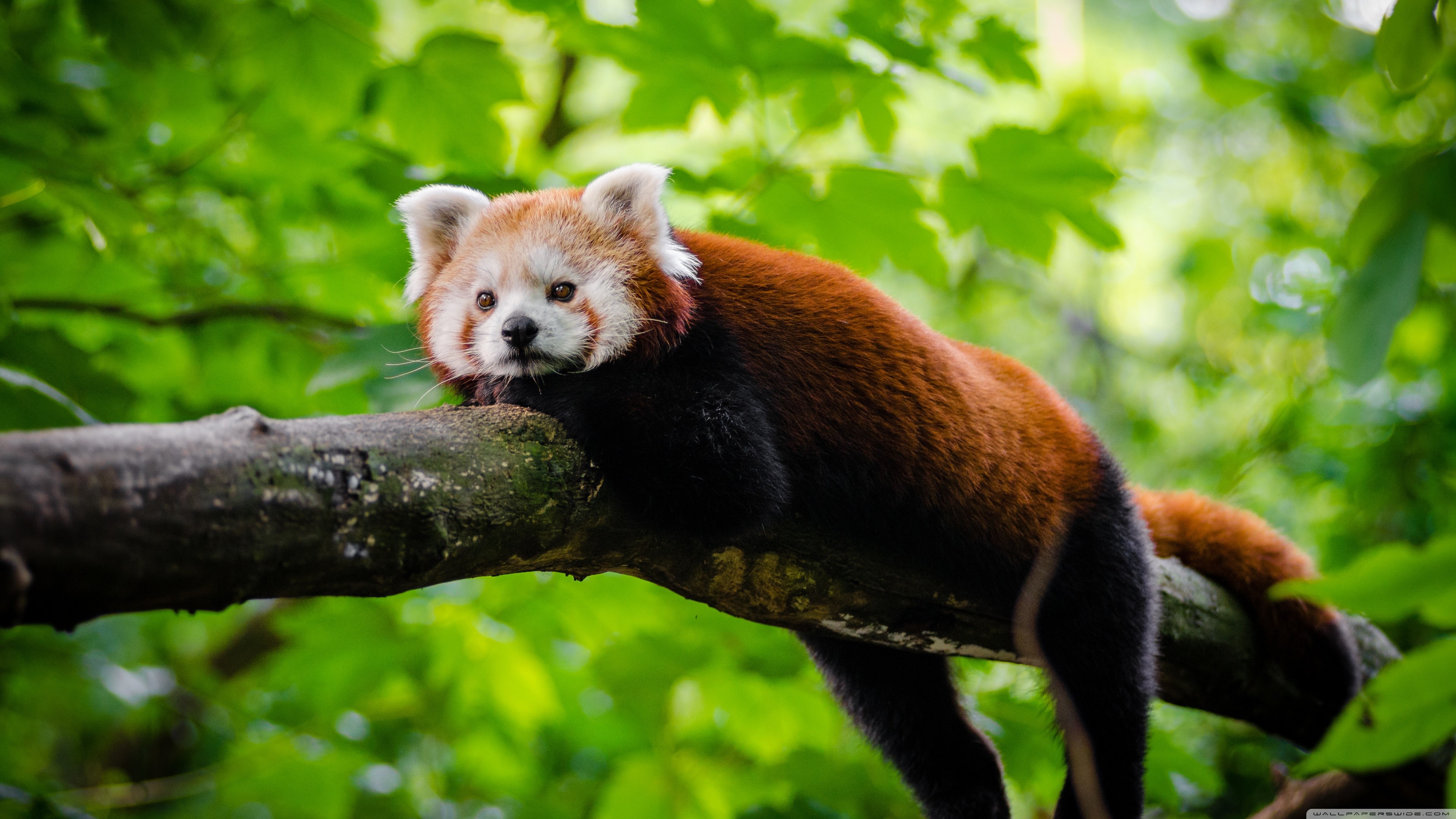 Red Panda Wallpapers (66+ pictures)