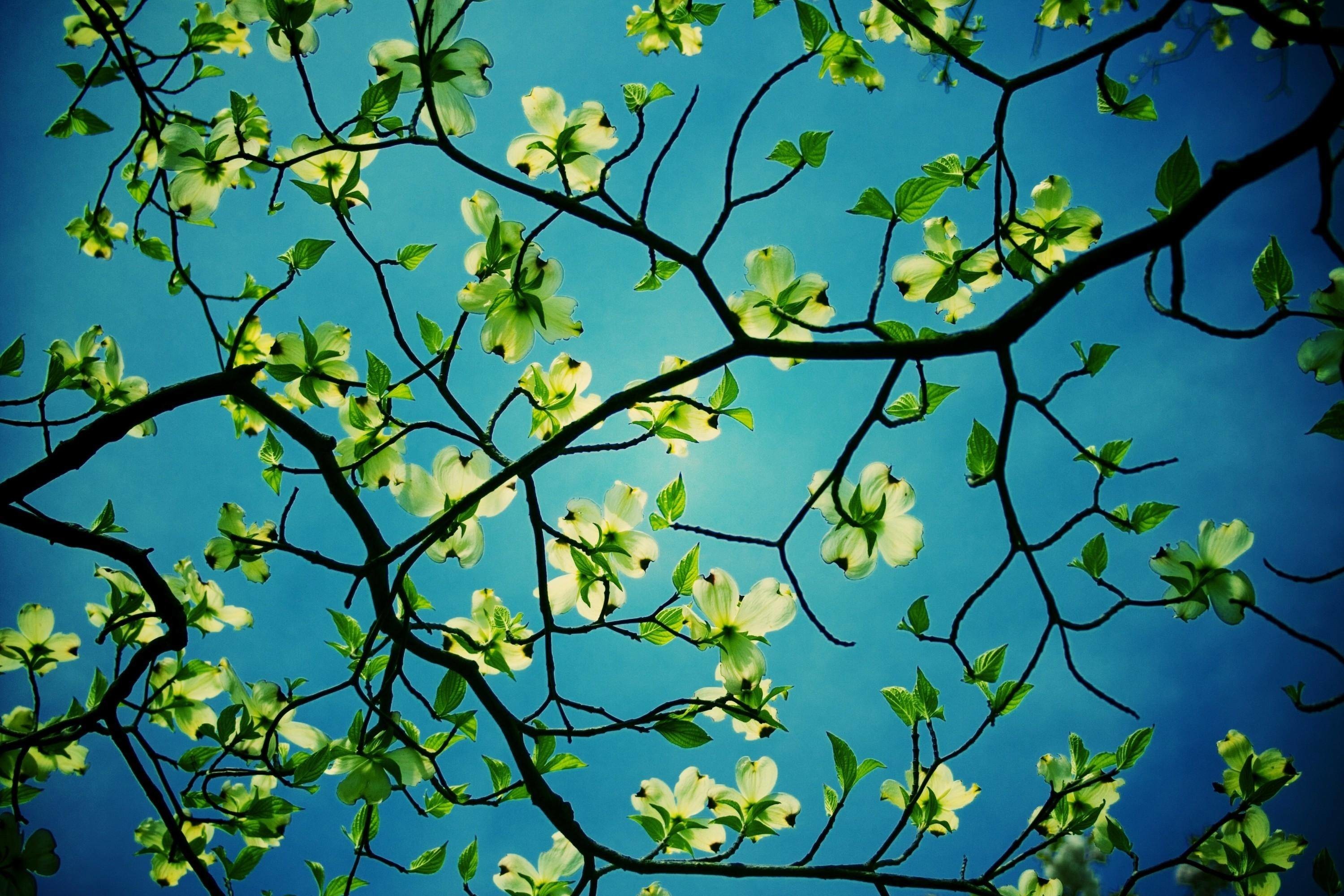 Desktop Wallpaper Trees (55+ pictures)