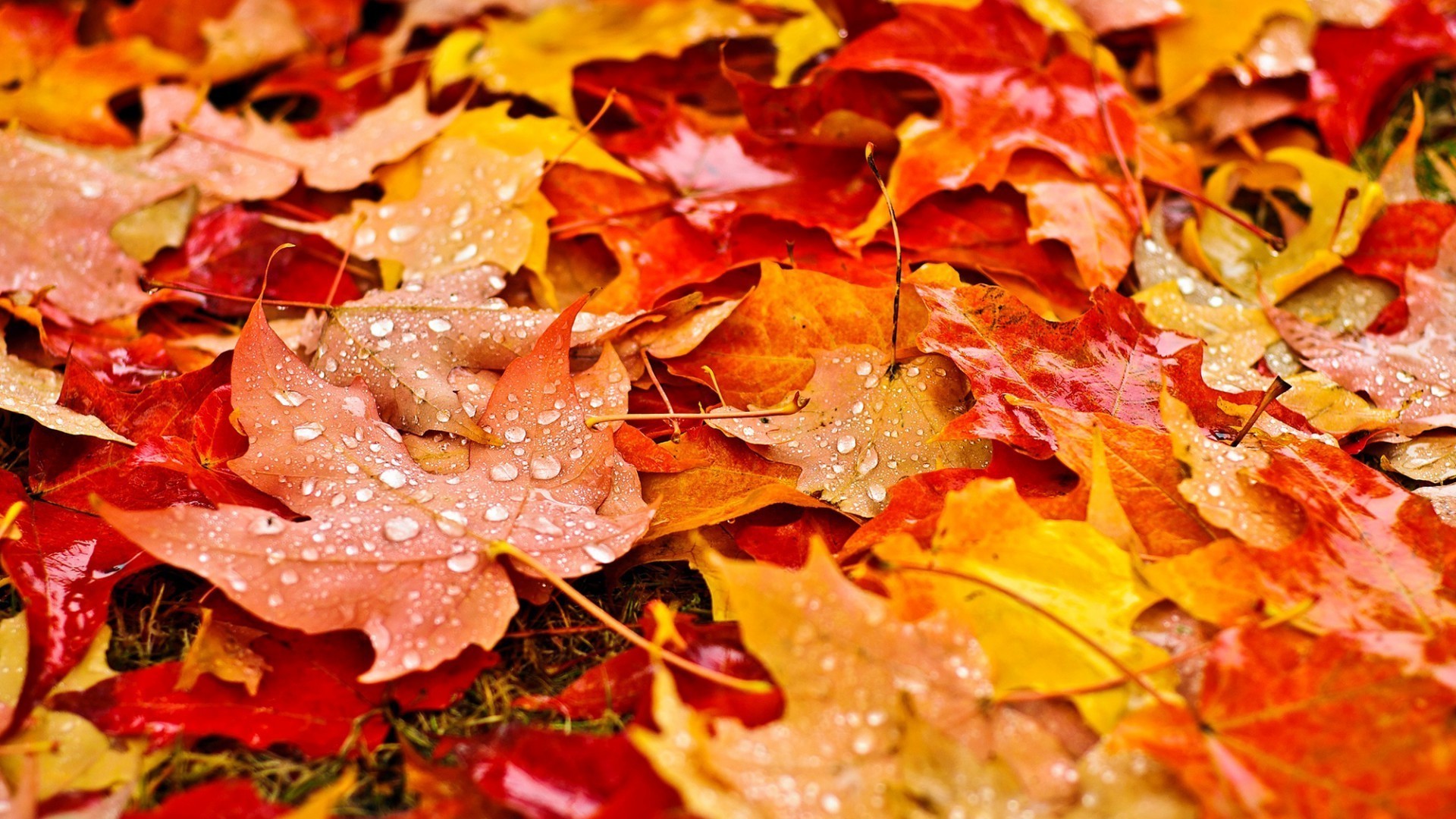 Fall Leaves Desktop Wallpaper (62+ pictures)