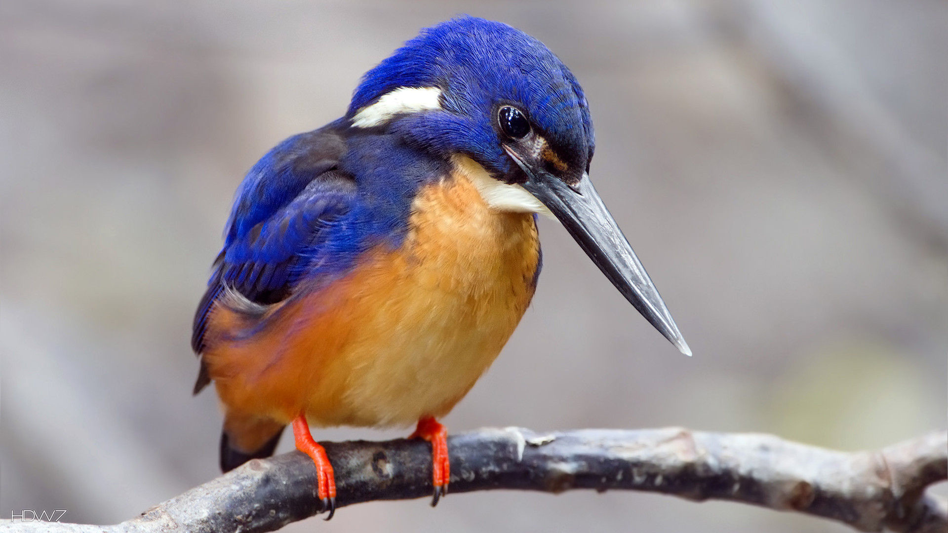 Blue Bird Wallpaper (58+ pictures)