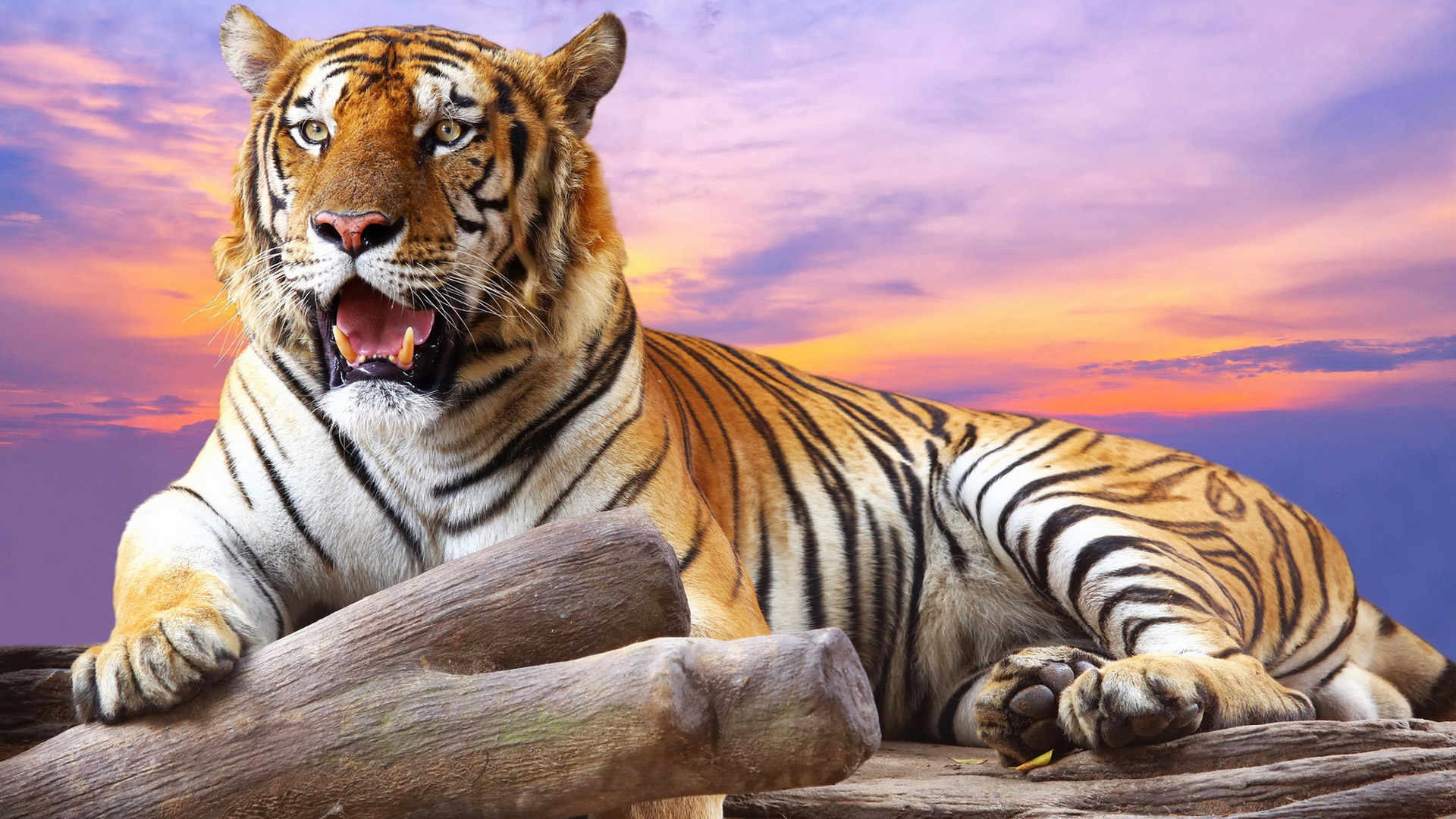Tigers Backgrounds (64+ pictures)