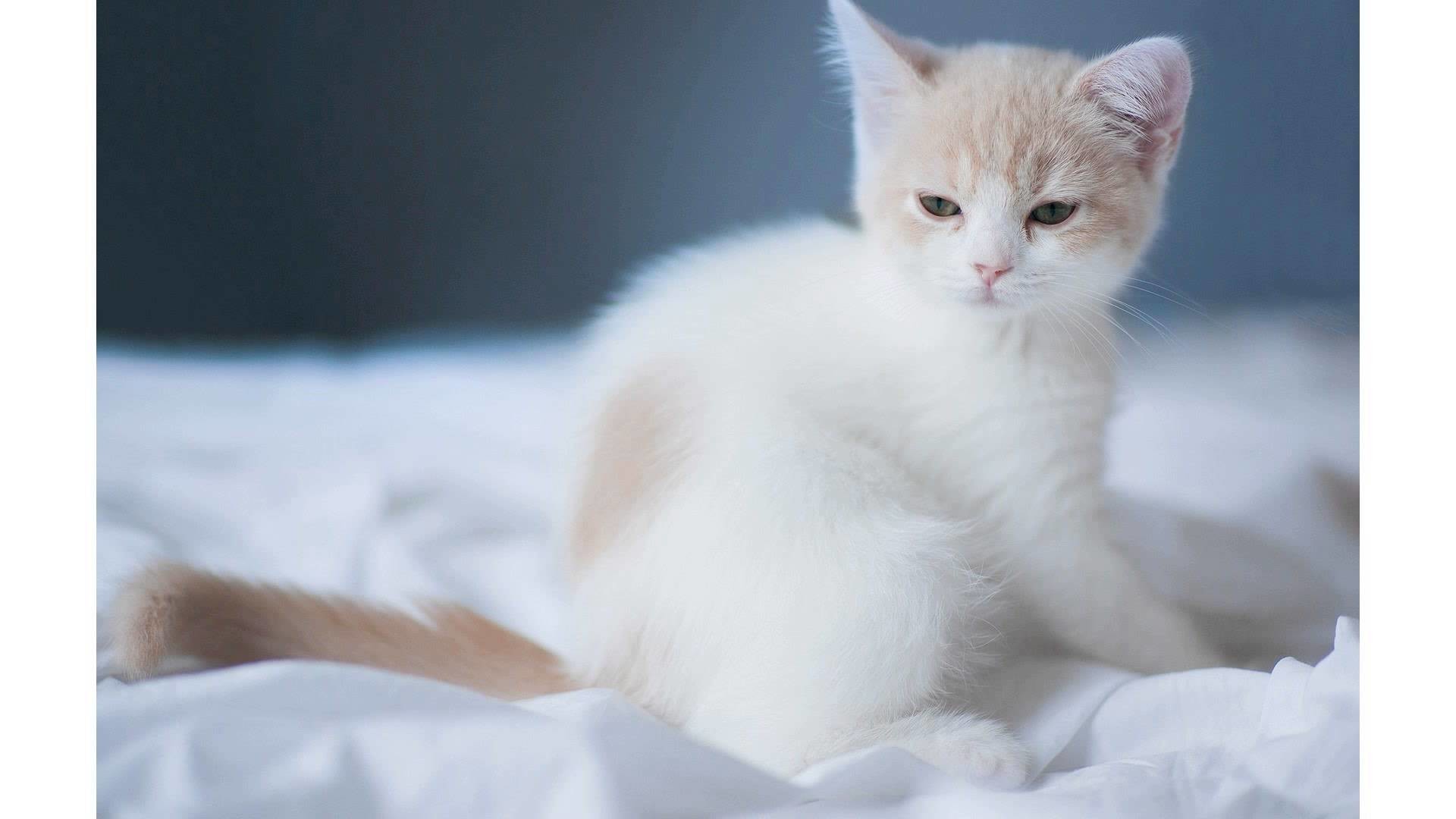 White Cat Wallpaper (73+ pictures)