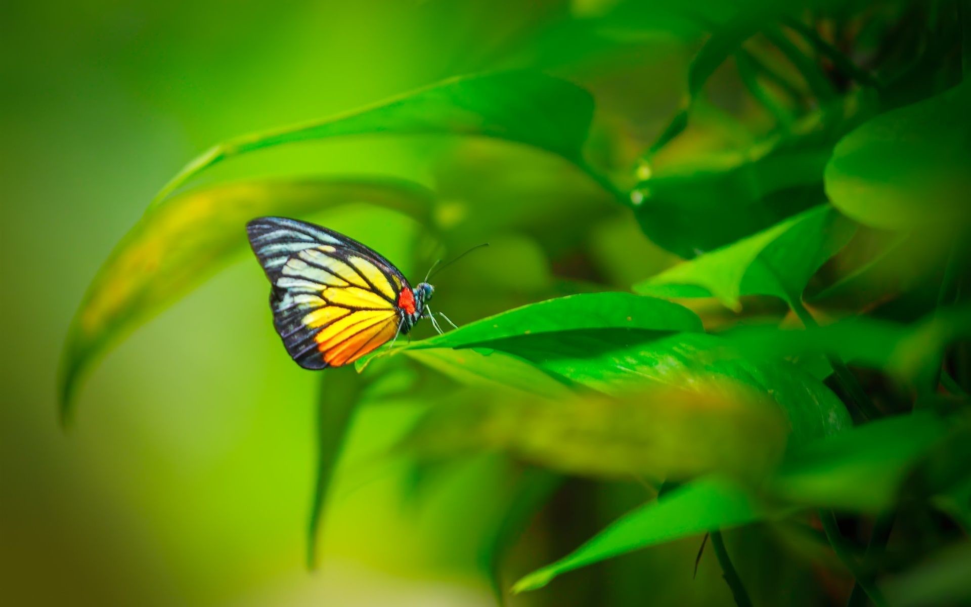 Light Green Butterfly Background