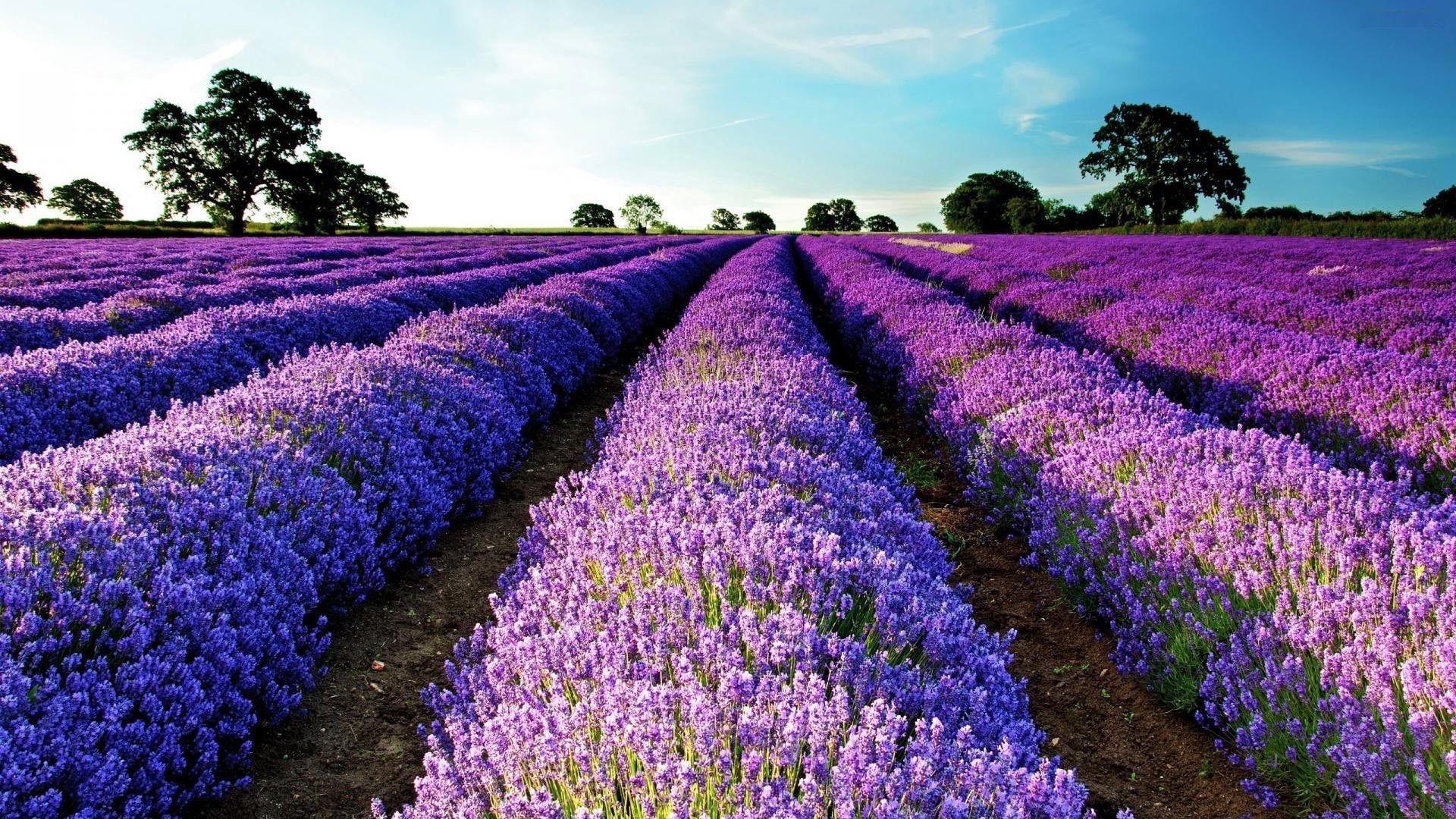 Purple Flower Backgrounds (60+ pictures)