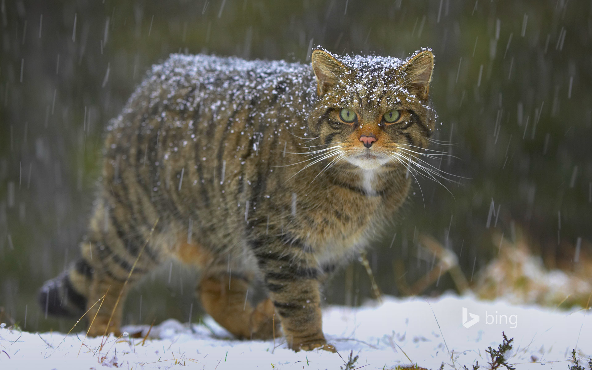 Wild Cat Wallpapers (70+ pictures)