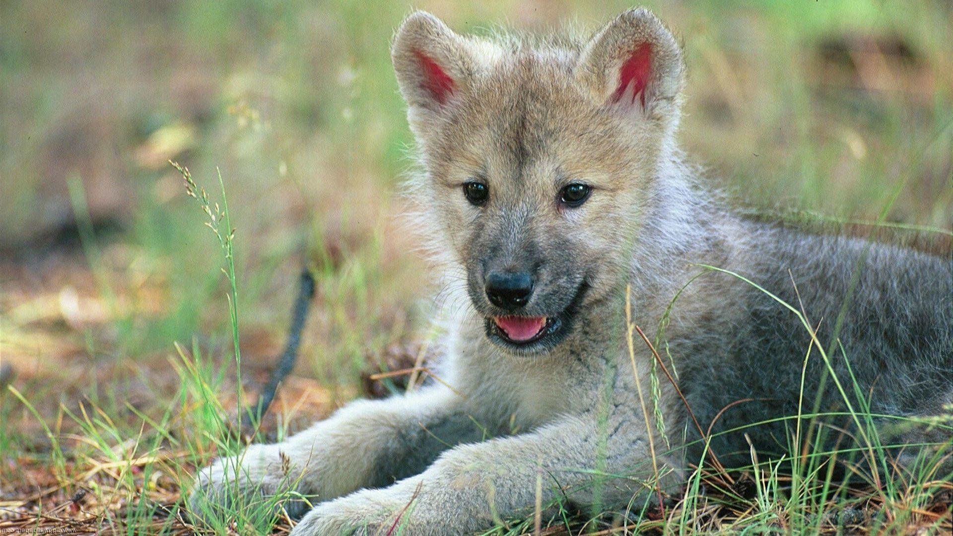 Baby Wolves Wallpapers (62+ pictures)