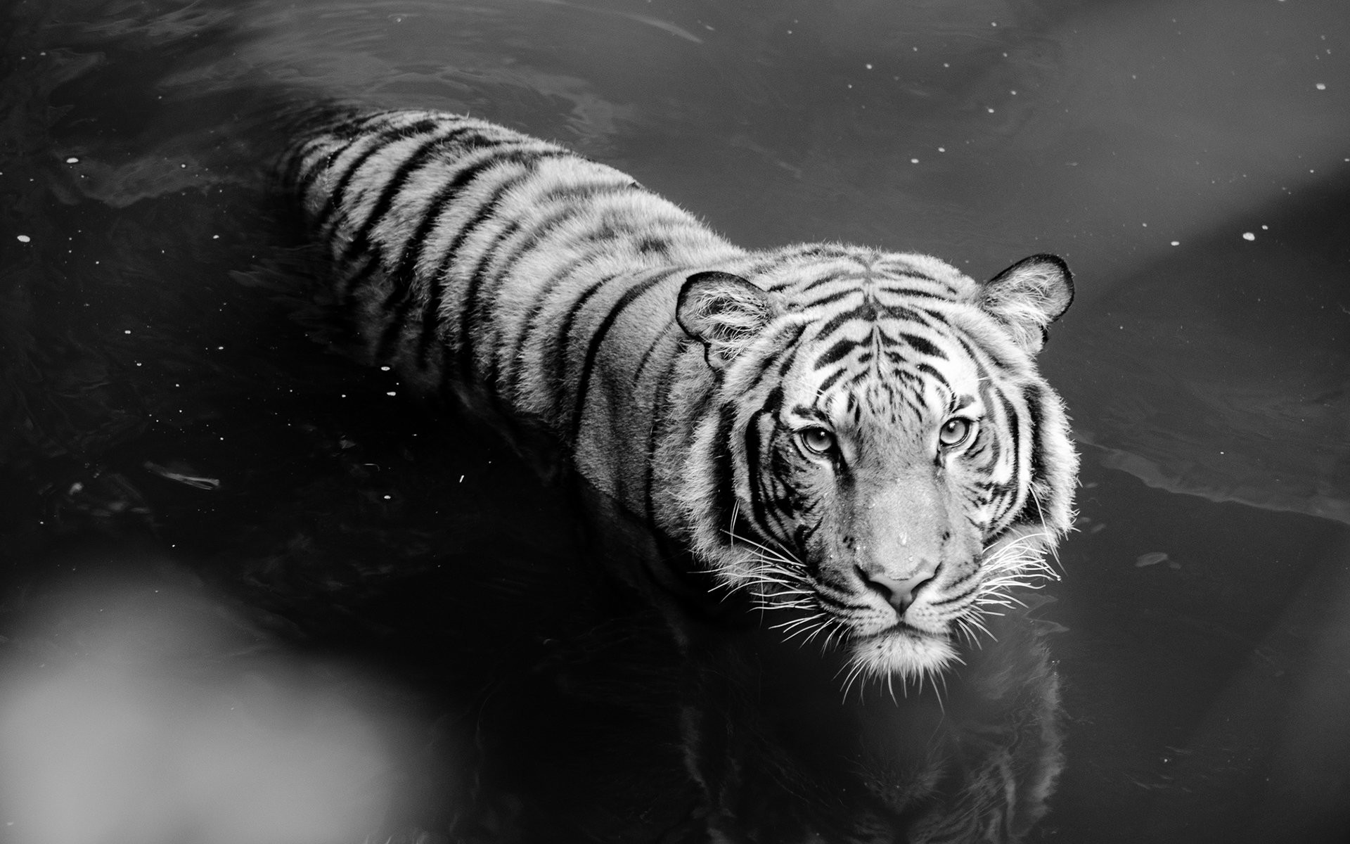 Black and White Animal Wallpaper (67+ pictures)
