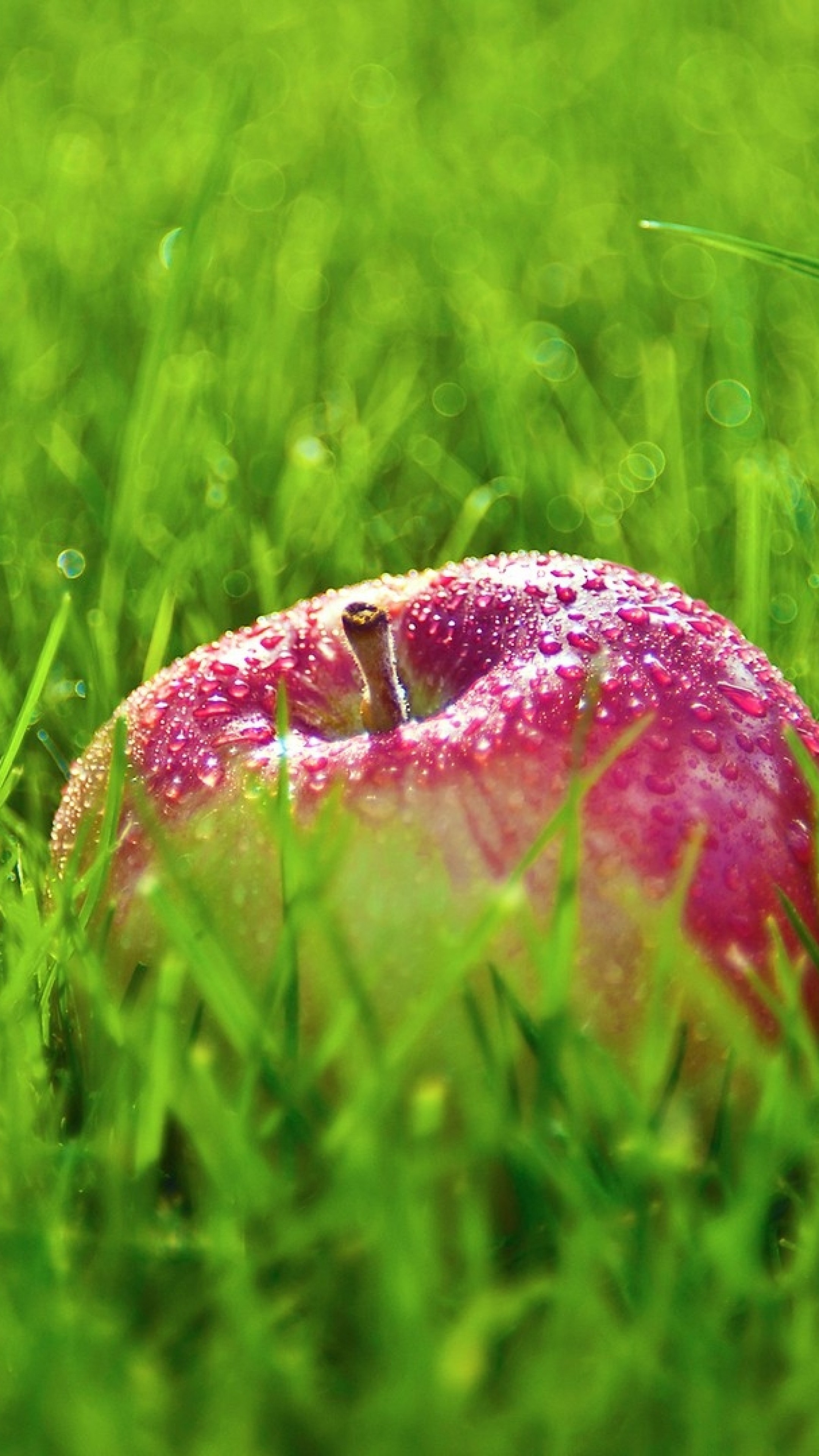 Apple Grass Wallpaper (72+ pictures)