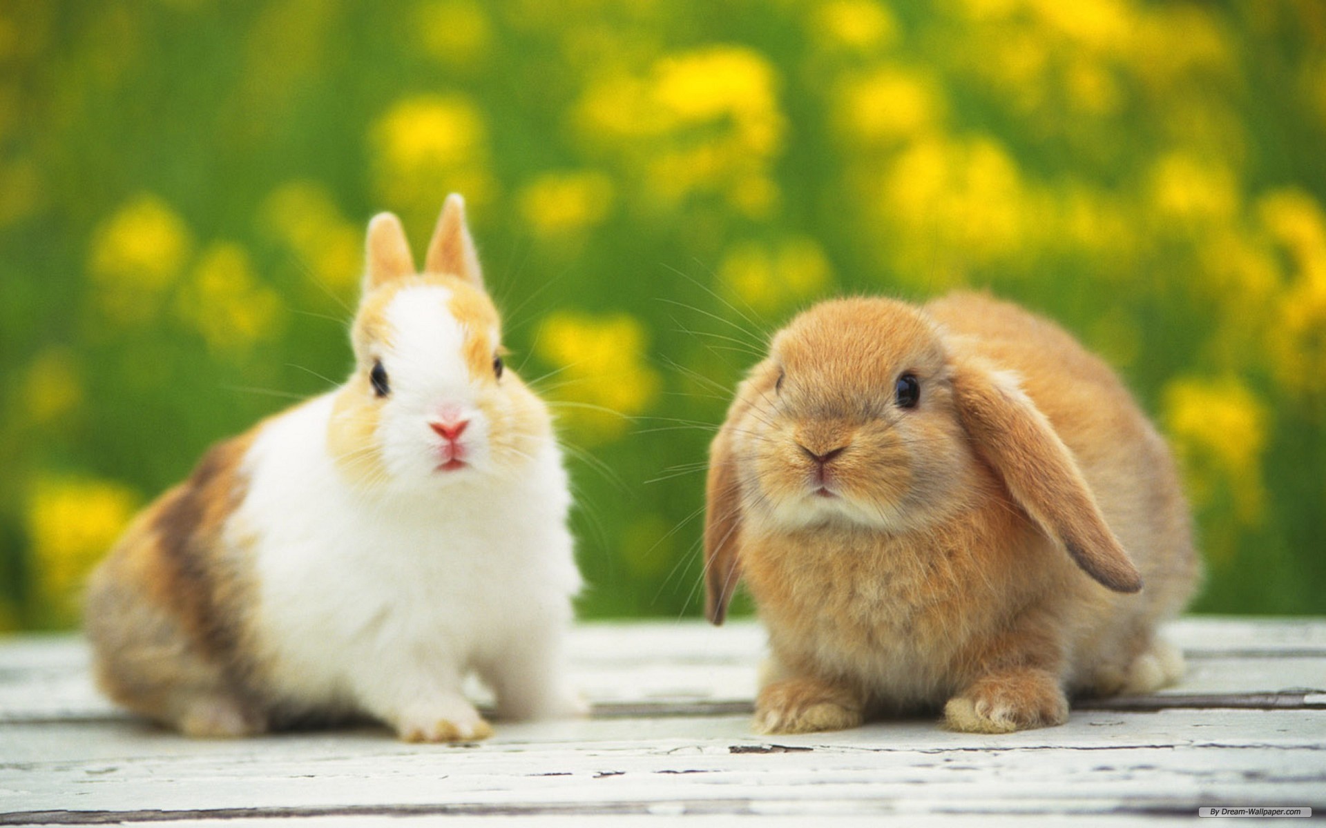 Baby Bunny Wallpapers (67+ pictures)