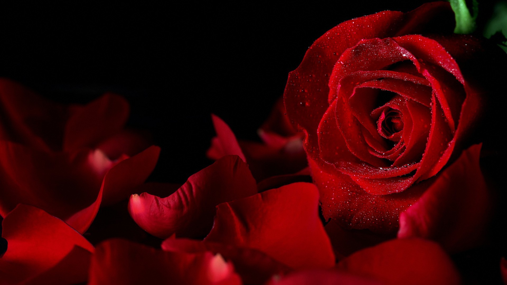 Red Rose Wallpaper Desktop (60+ pictures)