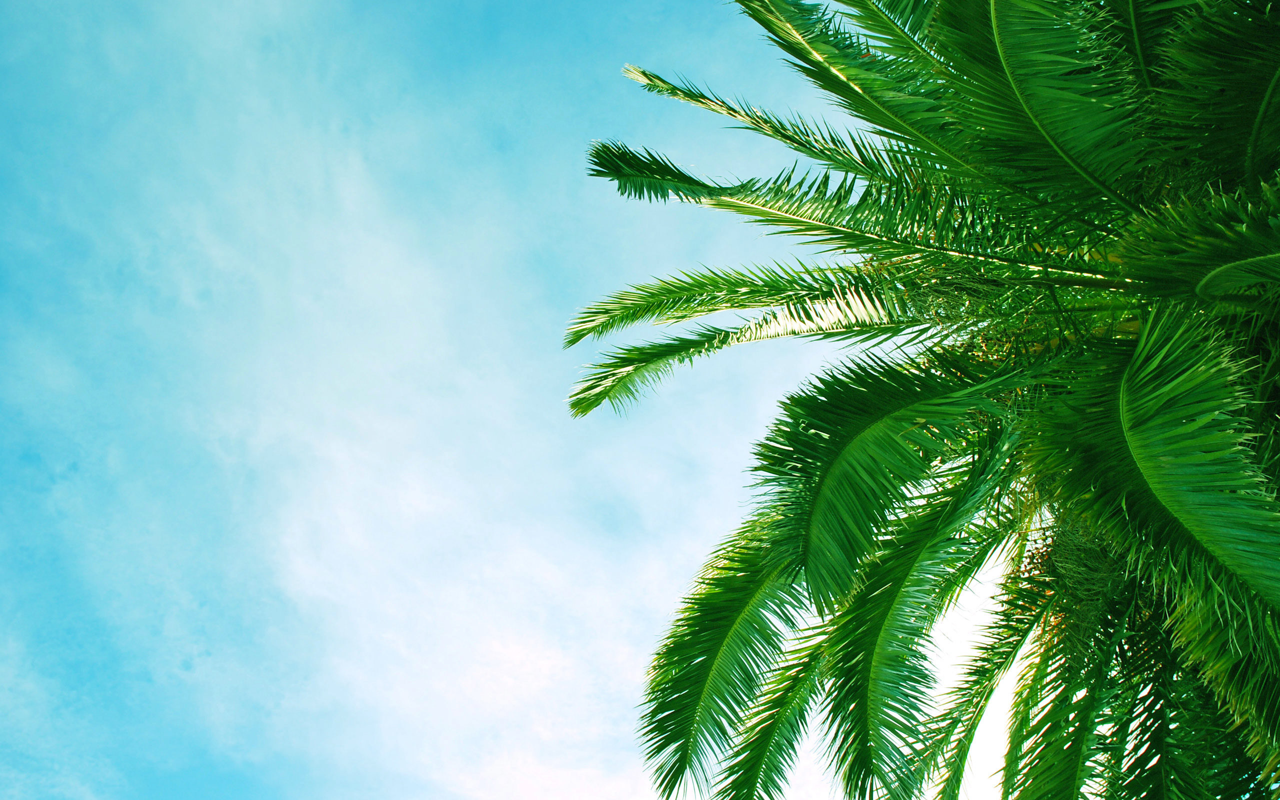 Palm Tree Wallpapers (65+ pictures)