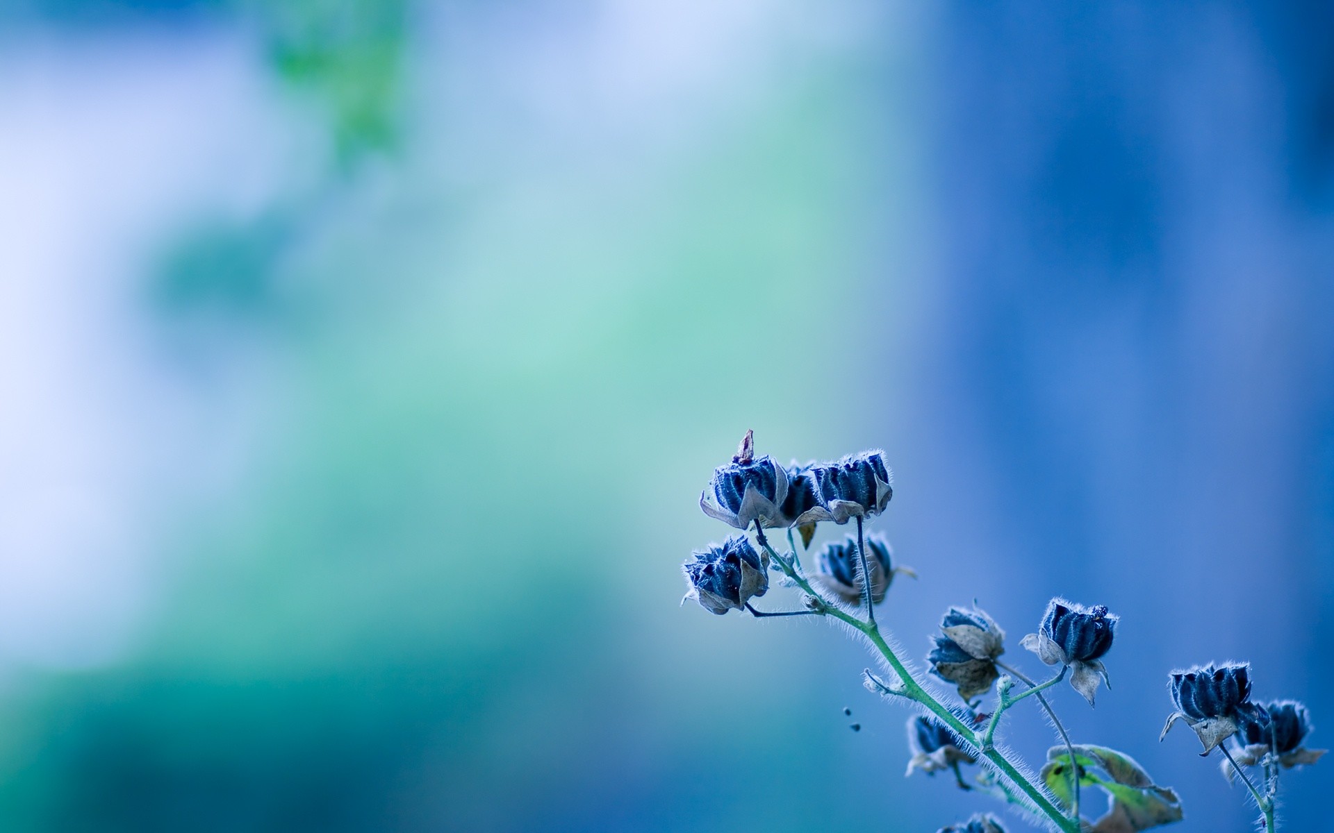 Blue Flower Wallpaper (60+ pictures)