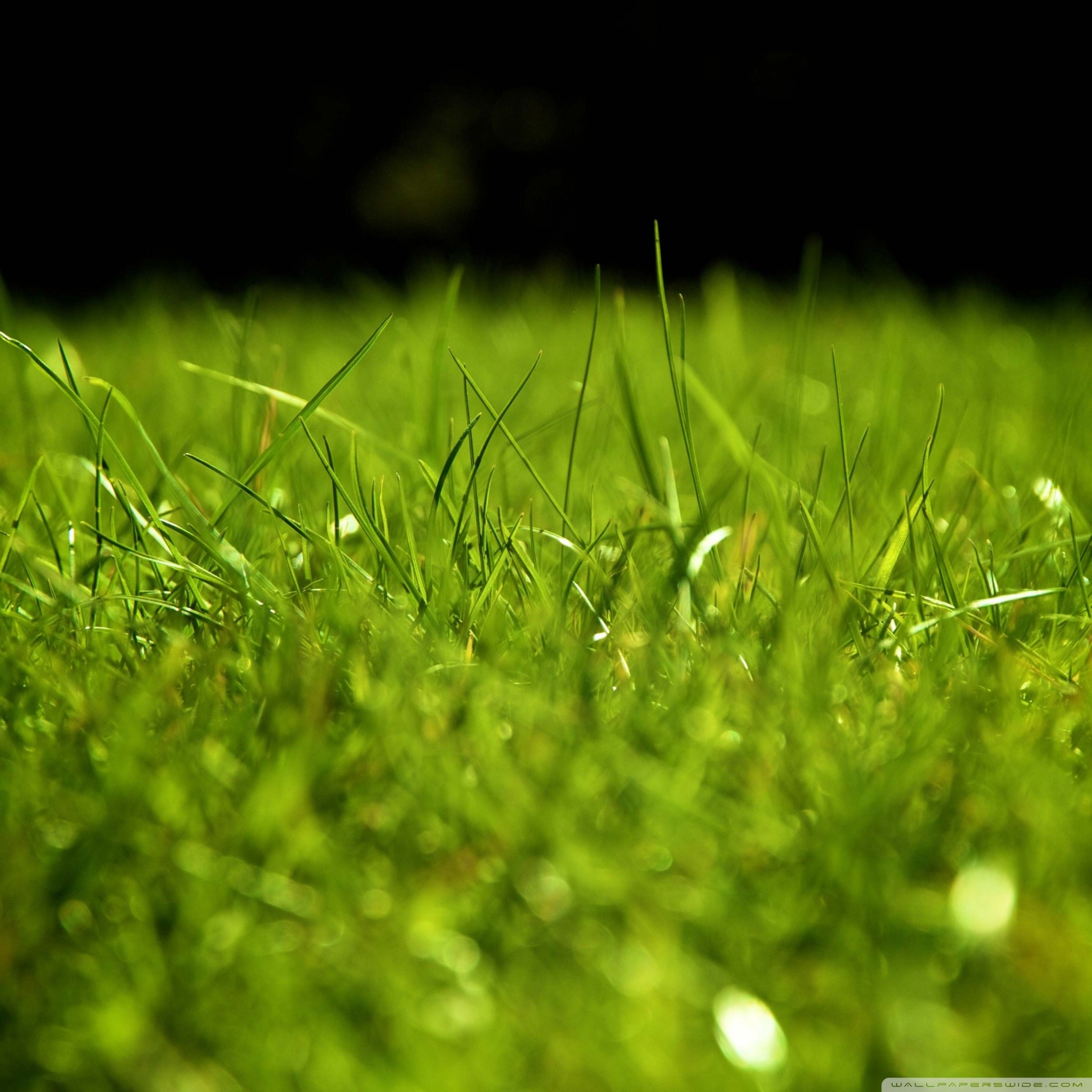 Apple Grass Wallpaper (72+ pictures)