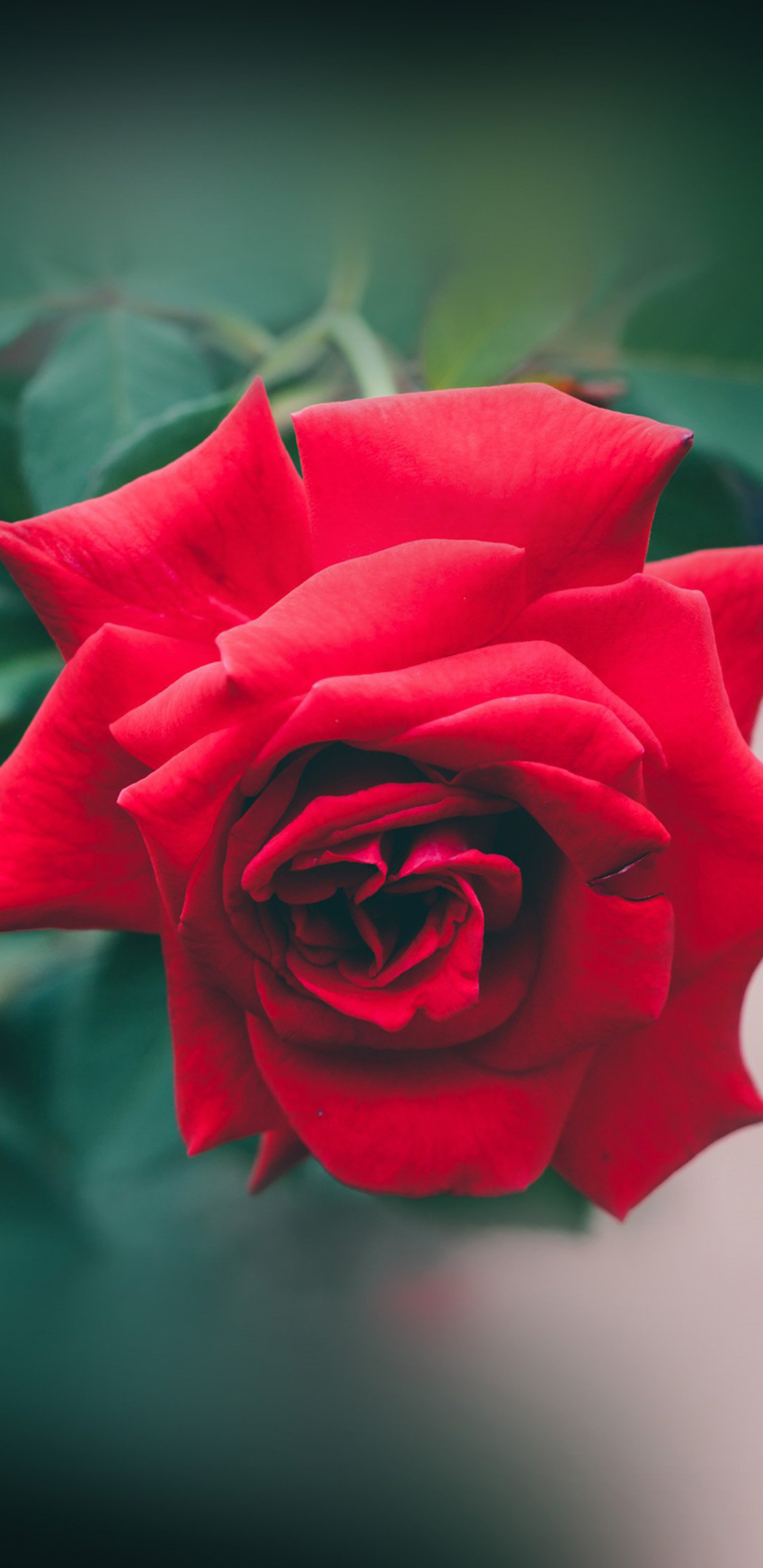 Red Rose Love Wallpaper (52+ pictures)