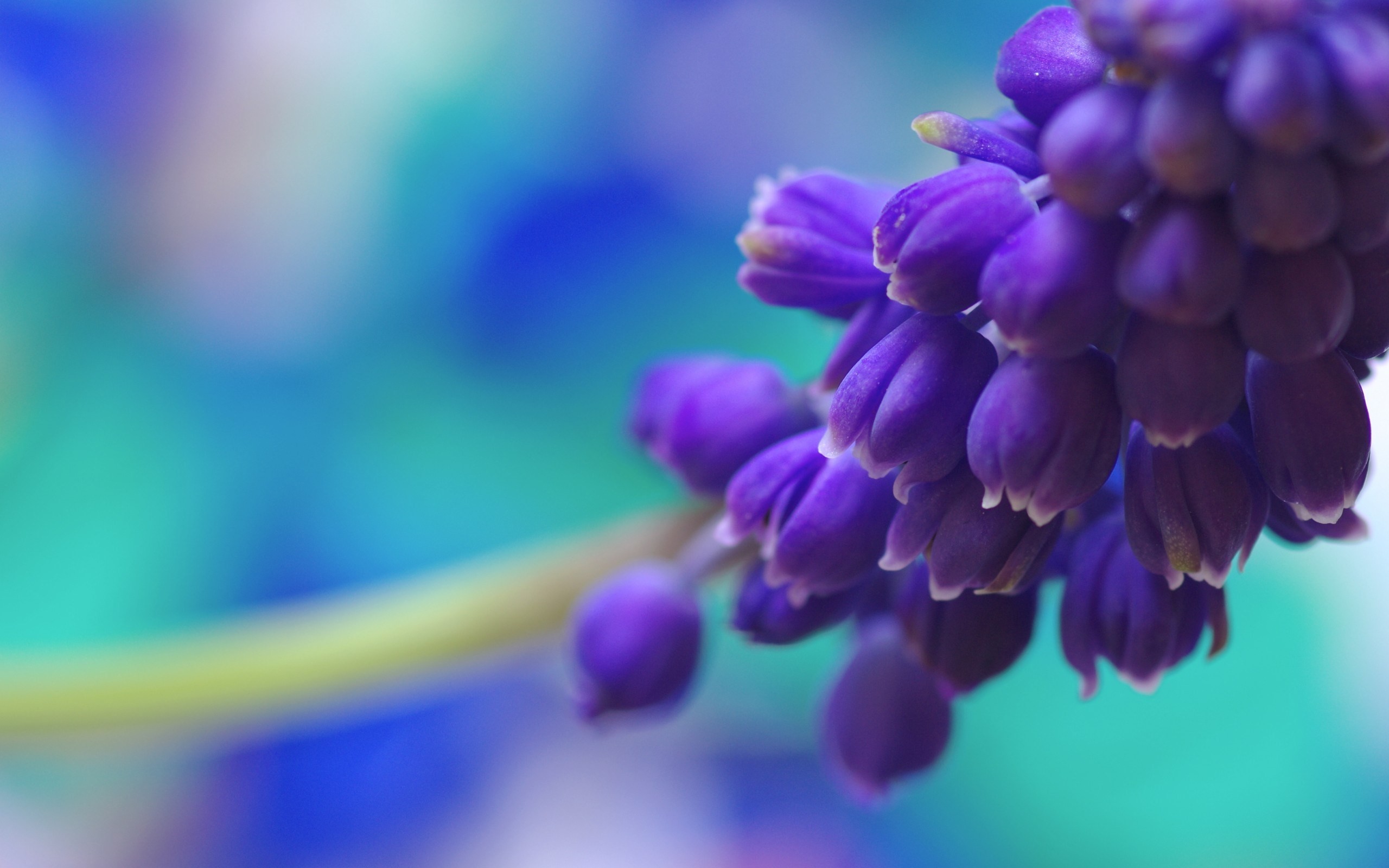 Purple Flower Backgrounds (60+ pictures)