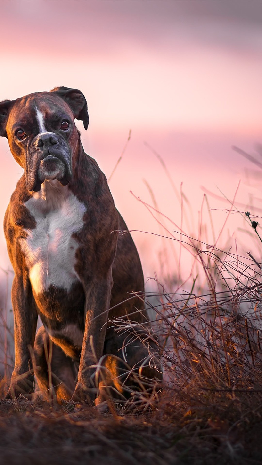 Boxer Dog Wallpaper (51+ pictures)