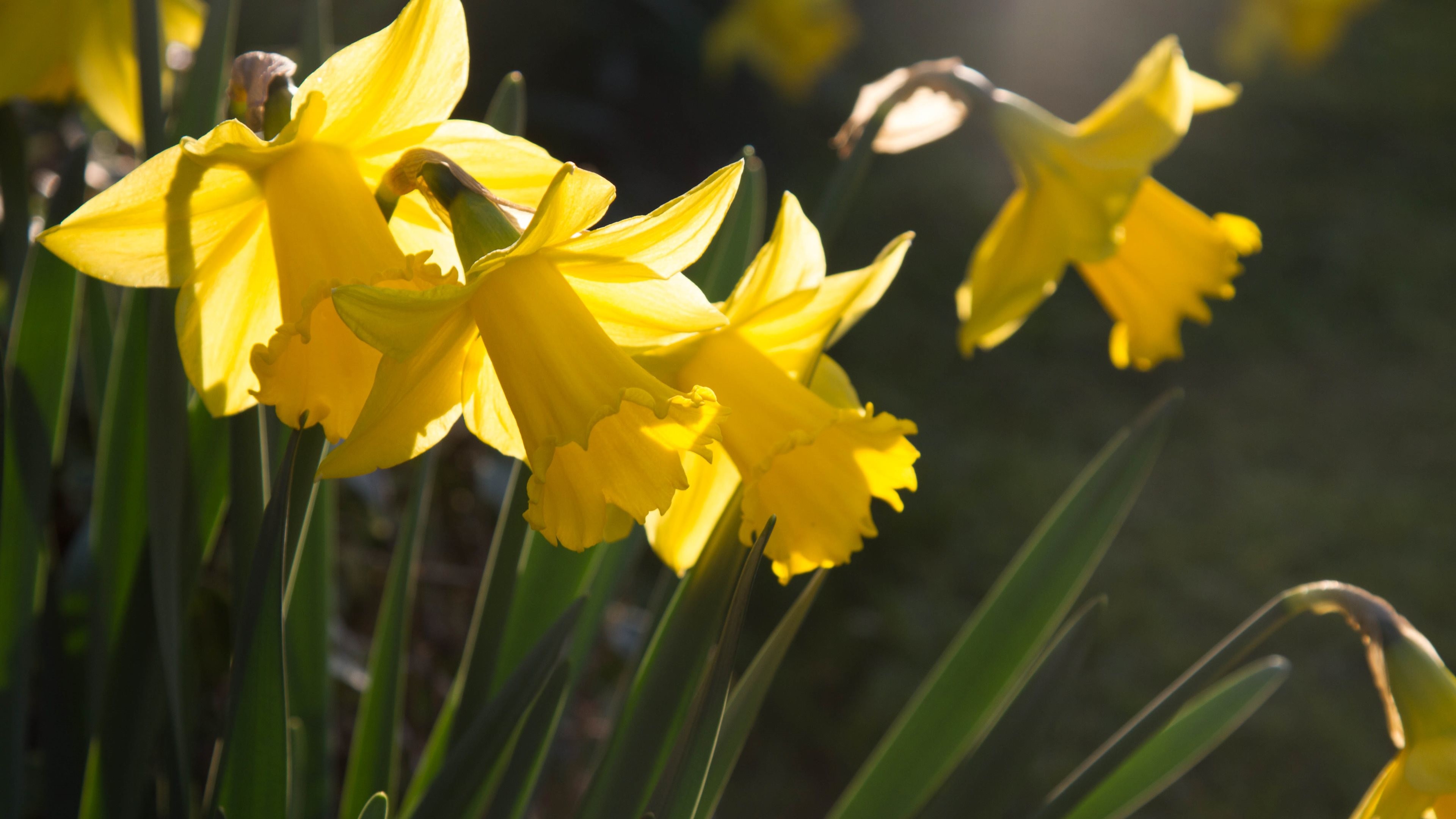 Daffodil Wallpaper (64+ pictures)