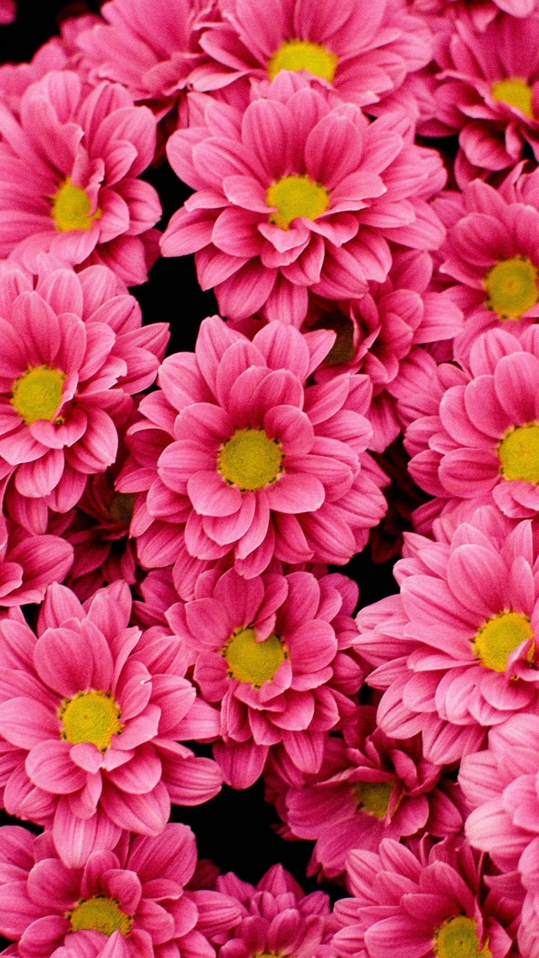 Bright Flower Wallpaper (71+ pictures)