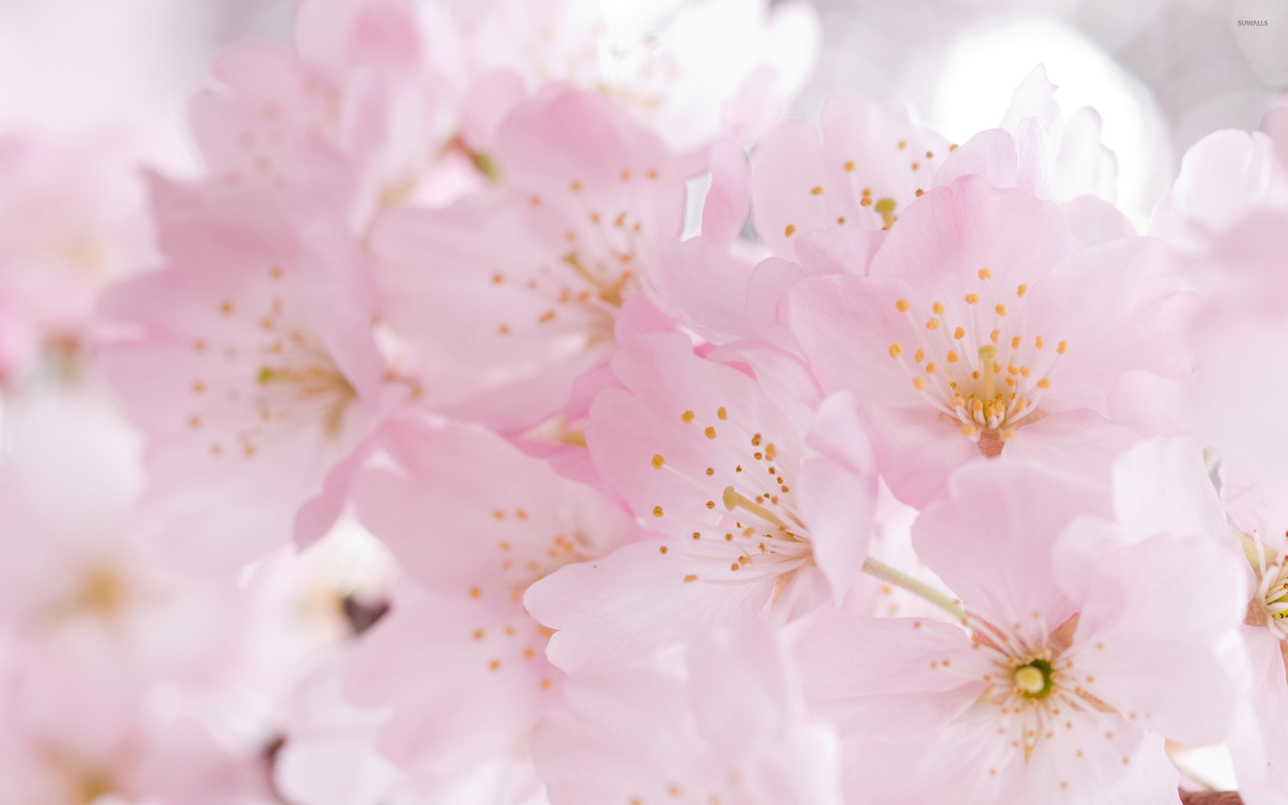 Cherry Blossom Wallpaper (71+ pictures)