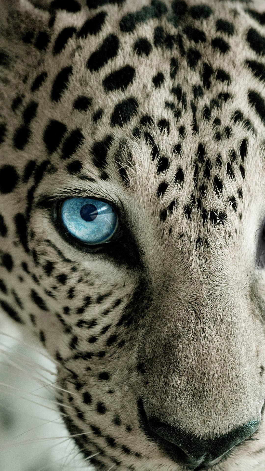 White Leopard Wallpaper (73+ pictures)
