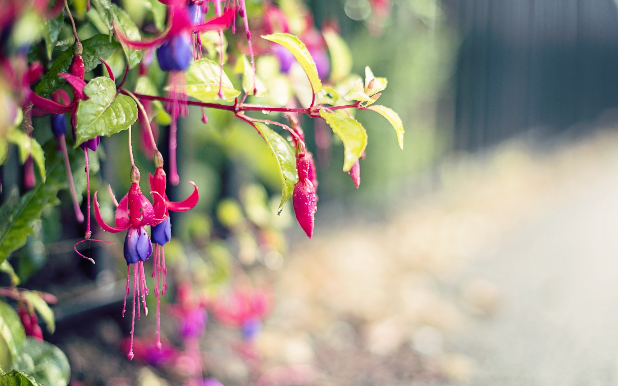 Fuschia Wallpapers (42+ pictures)