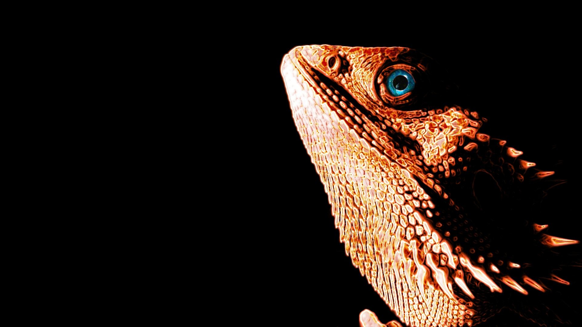 Bearded Dragon Wallpaper (50+ pictures)