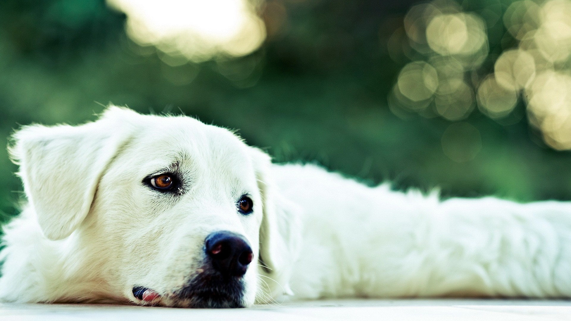 White Dog Wallpaper (61+ pictures) WallpaperSet