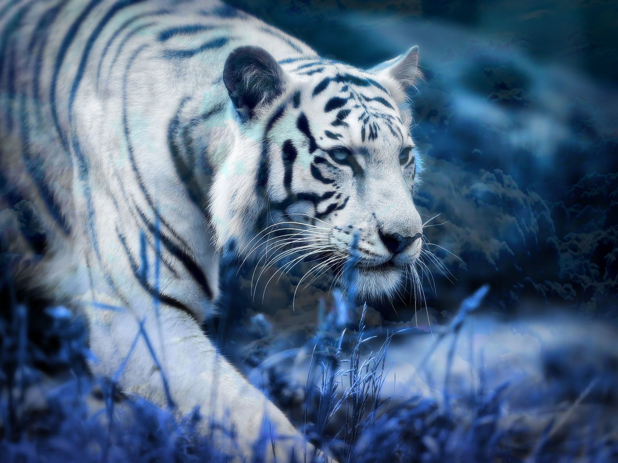 White Tiger Wallpaper HD (59+ pictures)