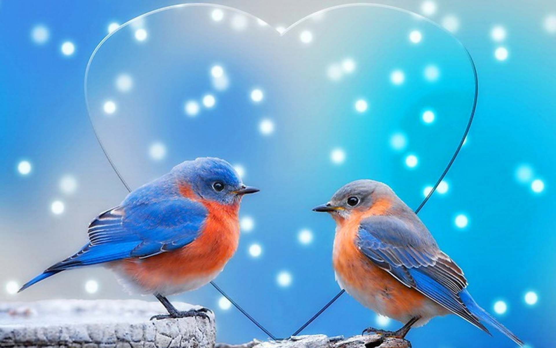 Hd Love Birds Wallpapers 1080p